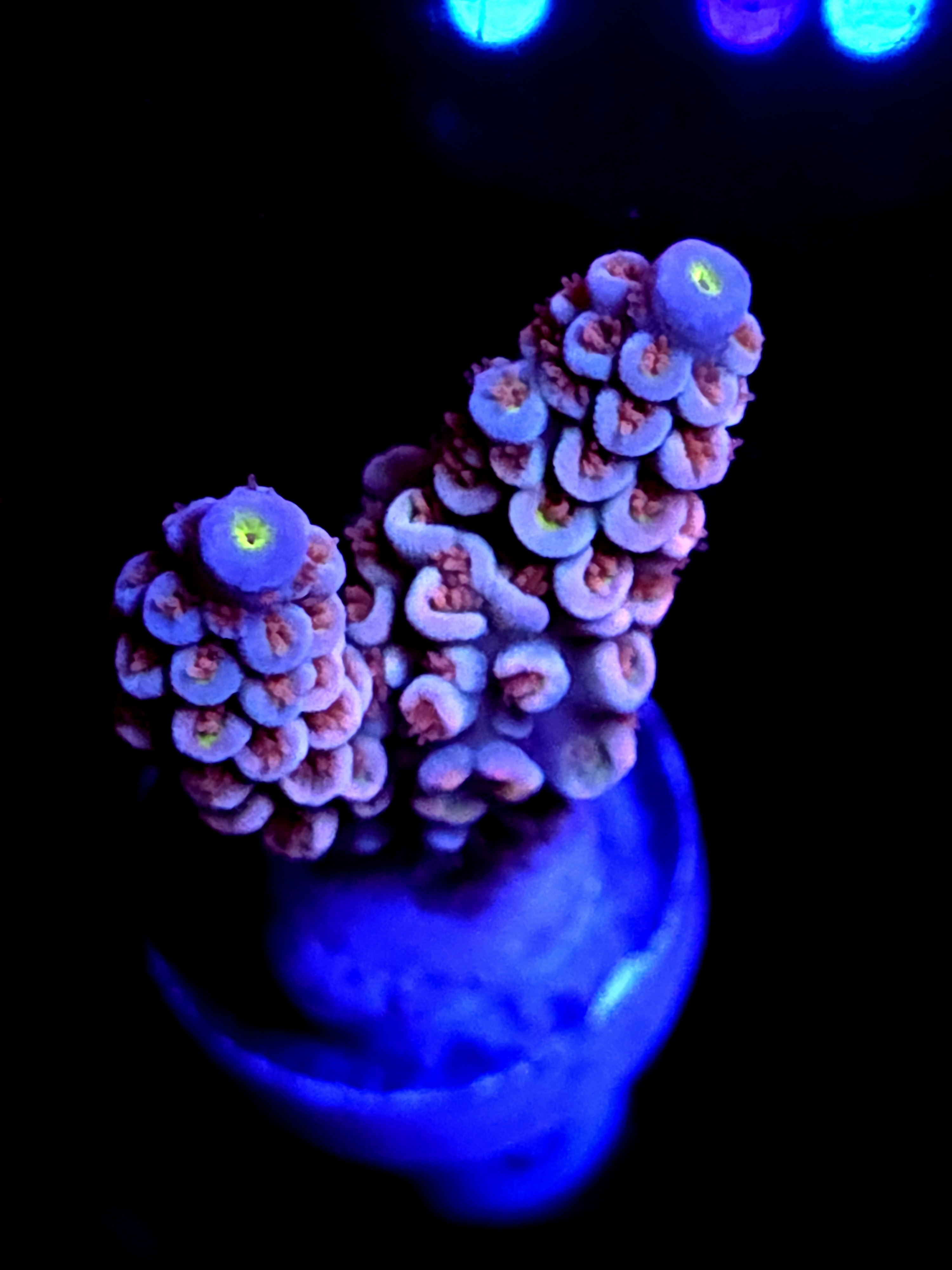 SBB "Orange Blaze" Acro Medium 2 Branch