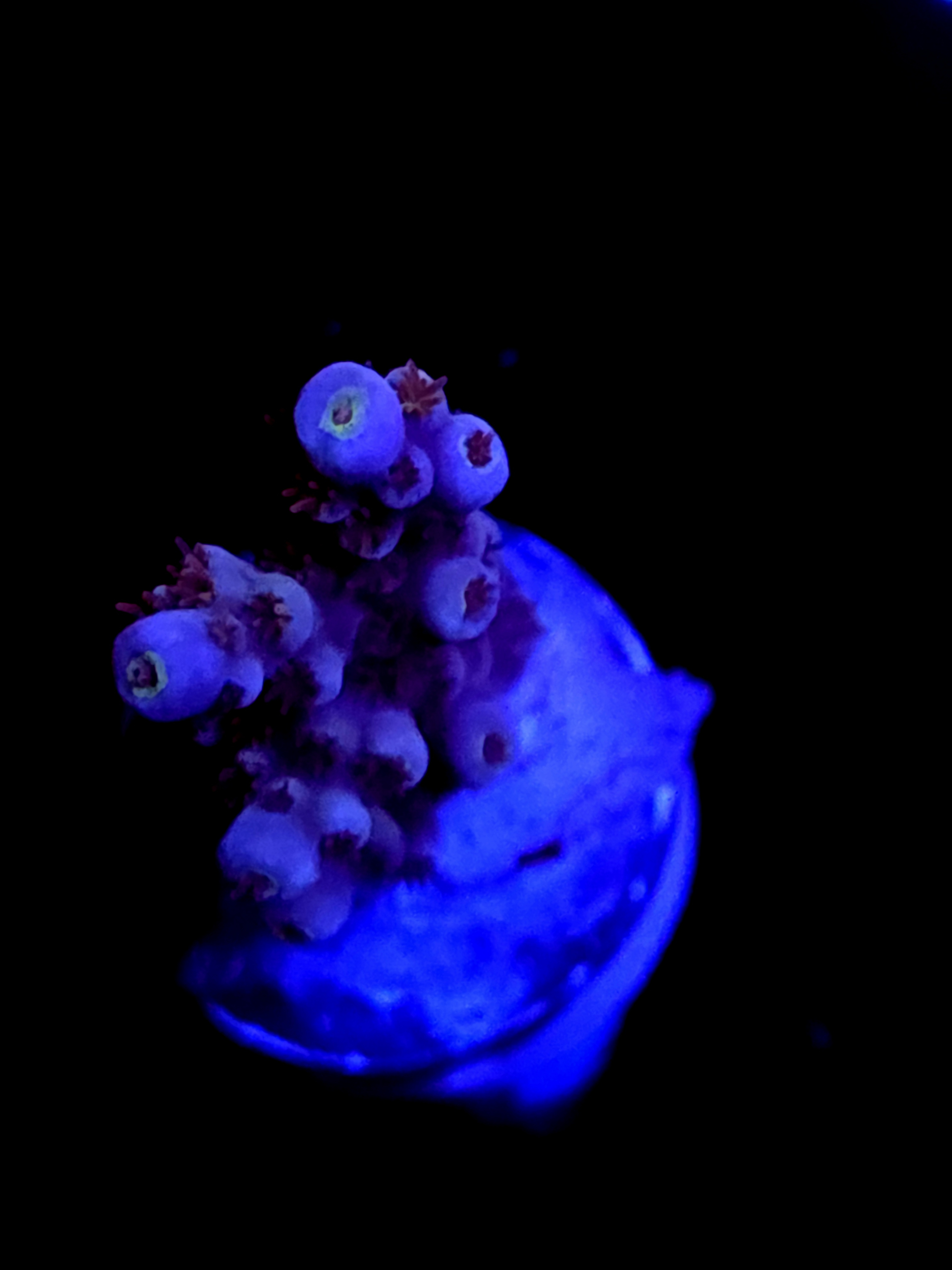 SBB "Orange Blaze" Acro Small Branch