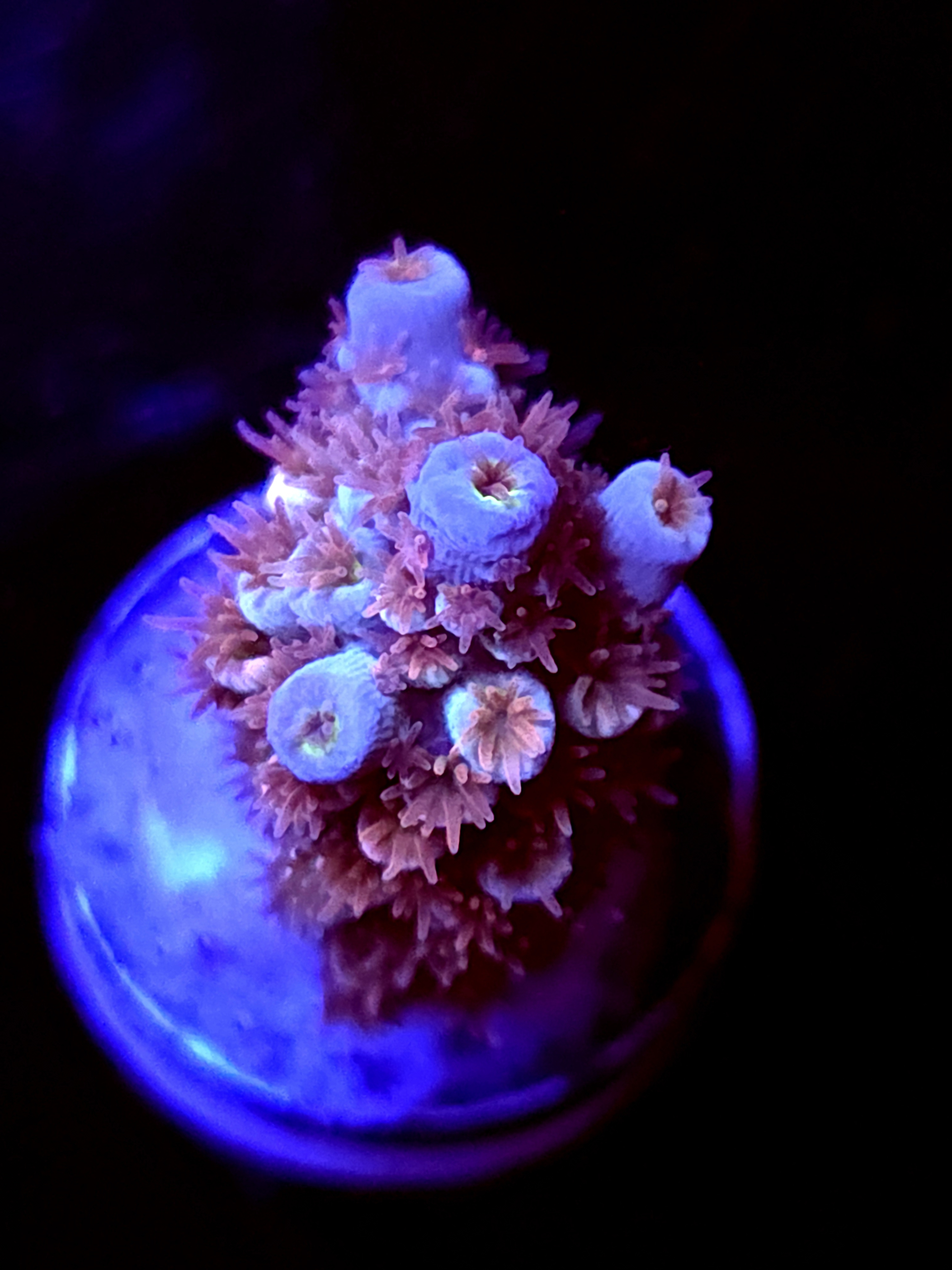 SBB "Myster Signature" Acro small Branch