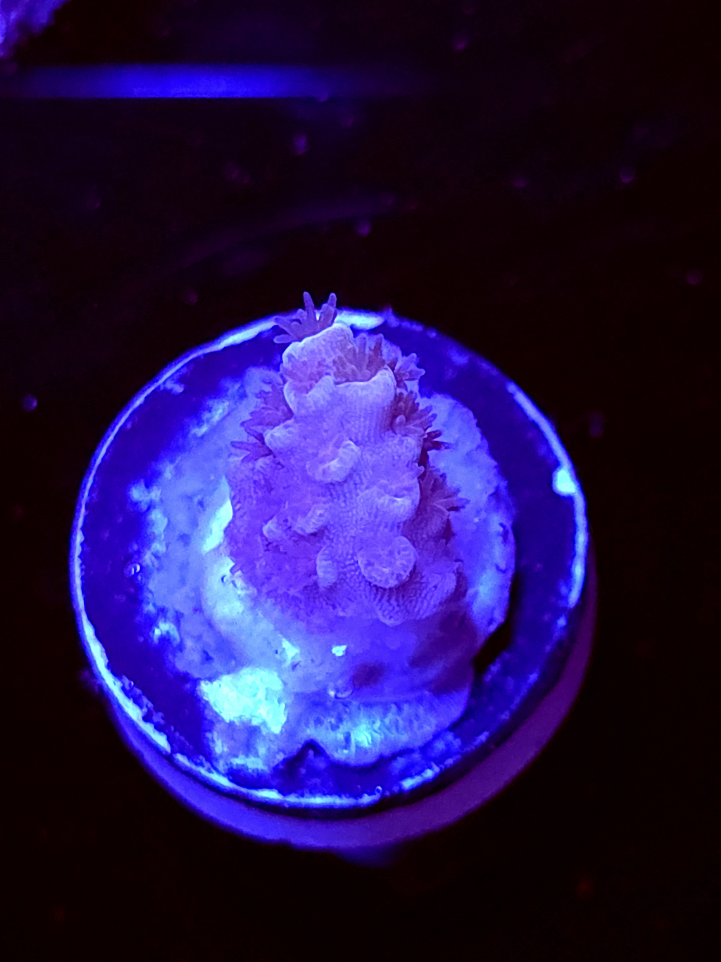 SBB "Orange Blaze" Acro Tiny