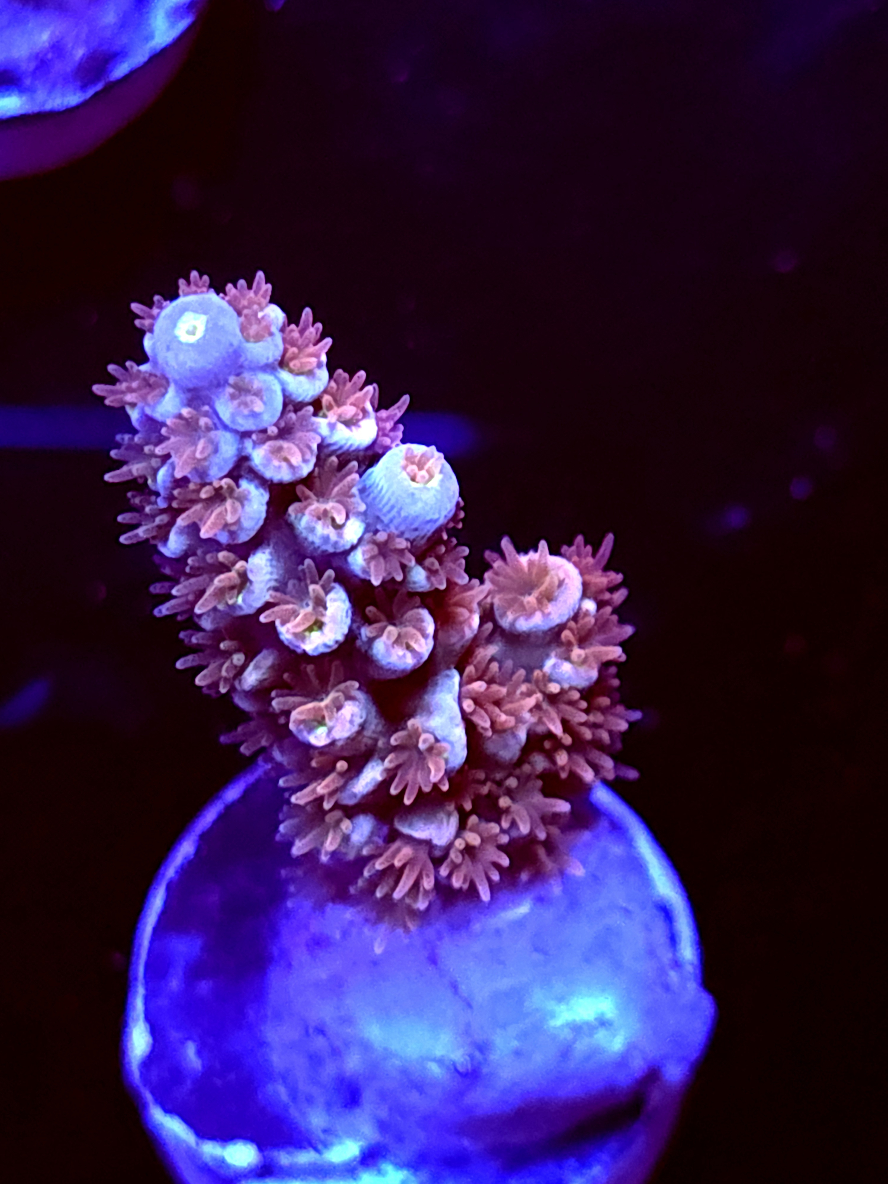 SBB "Orange Blaze" Acro Medium Branch