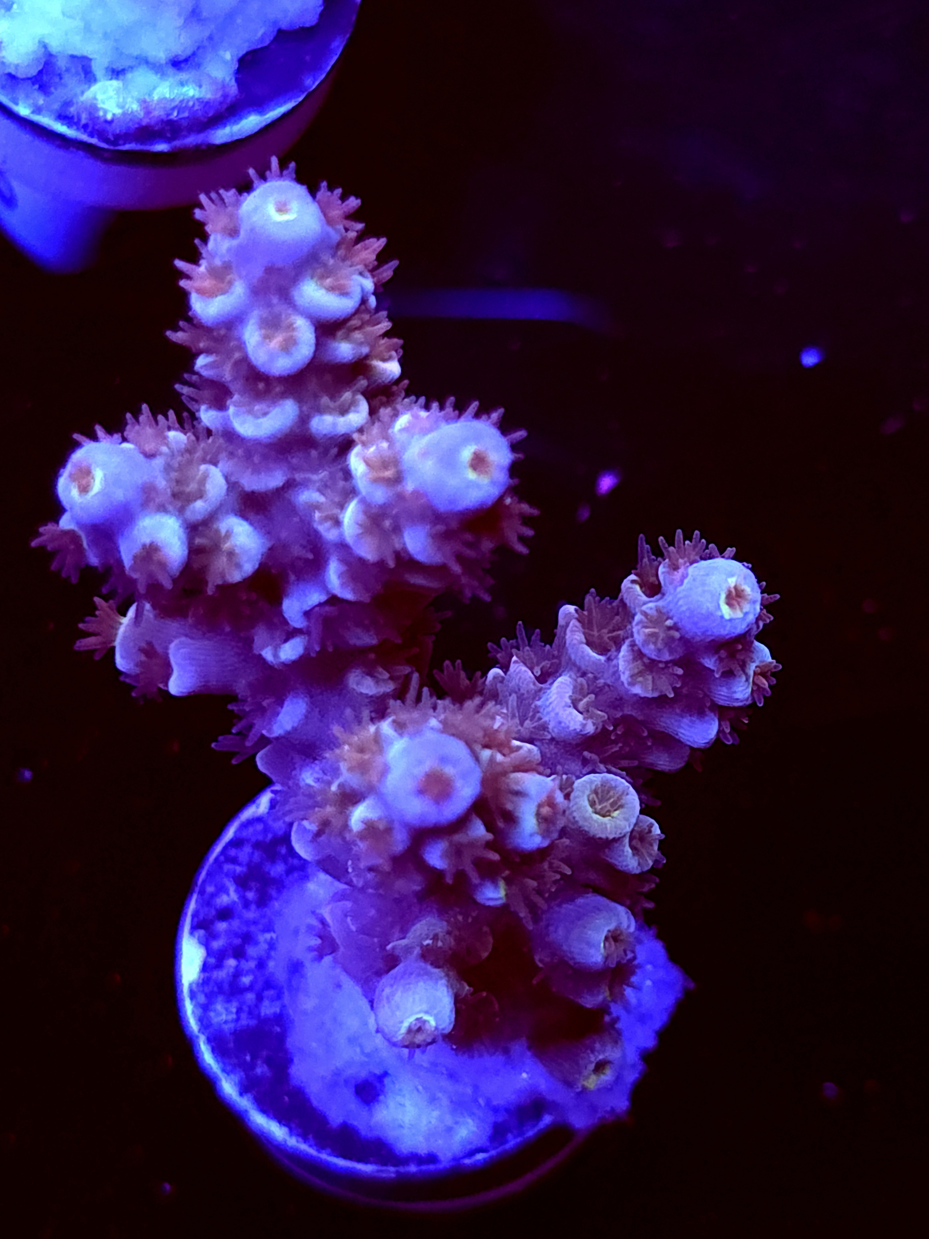 SBB "Orange Blaze" Acro Medium Multibranch