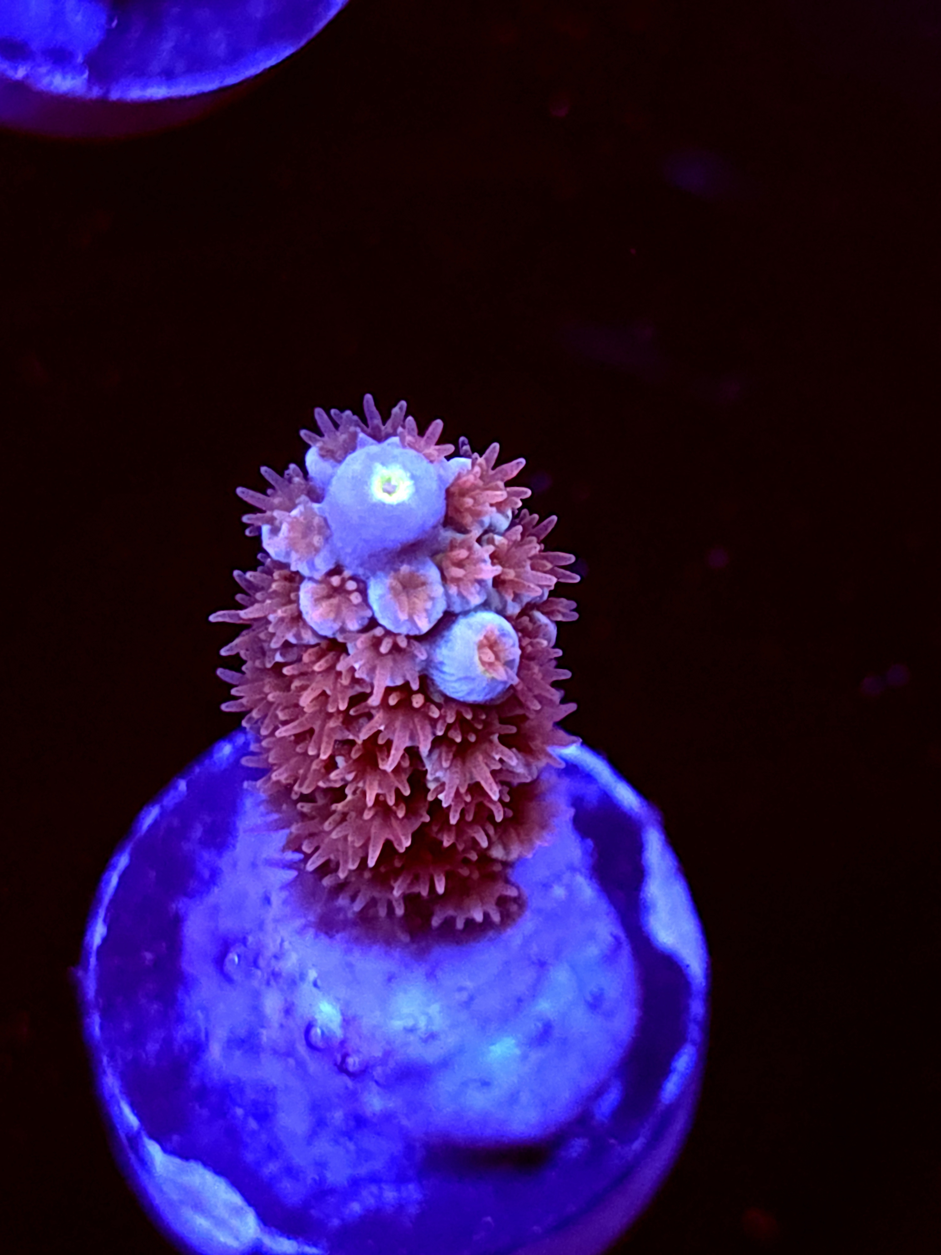 SBB "Orange Blaze" Acro Small Branch