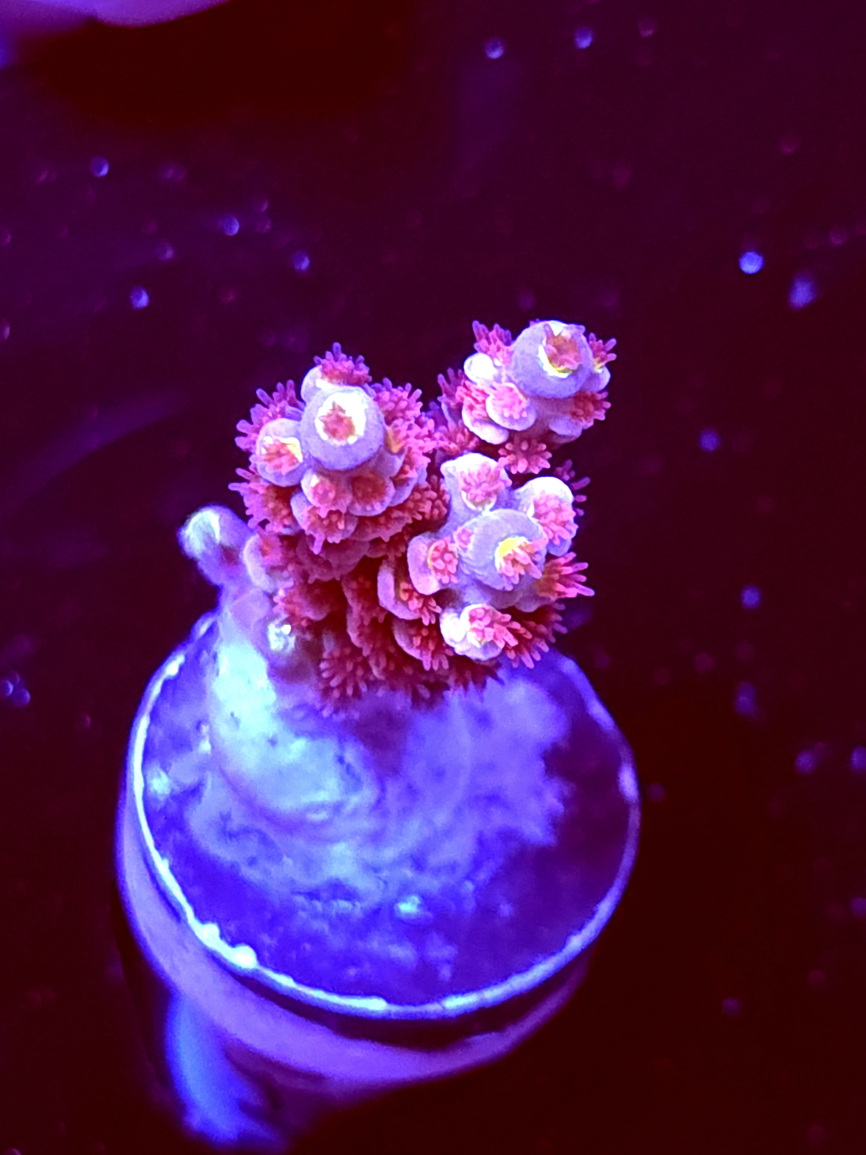 SBB "Pink Voltron" Acro Small Branch