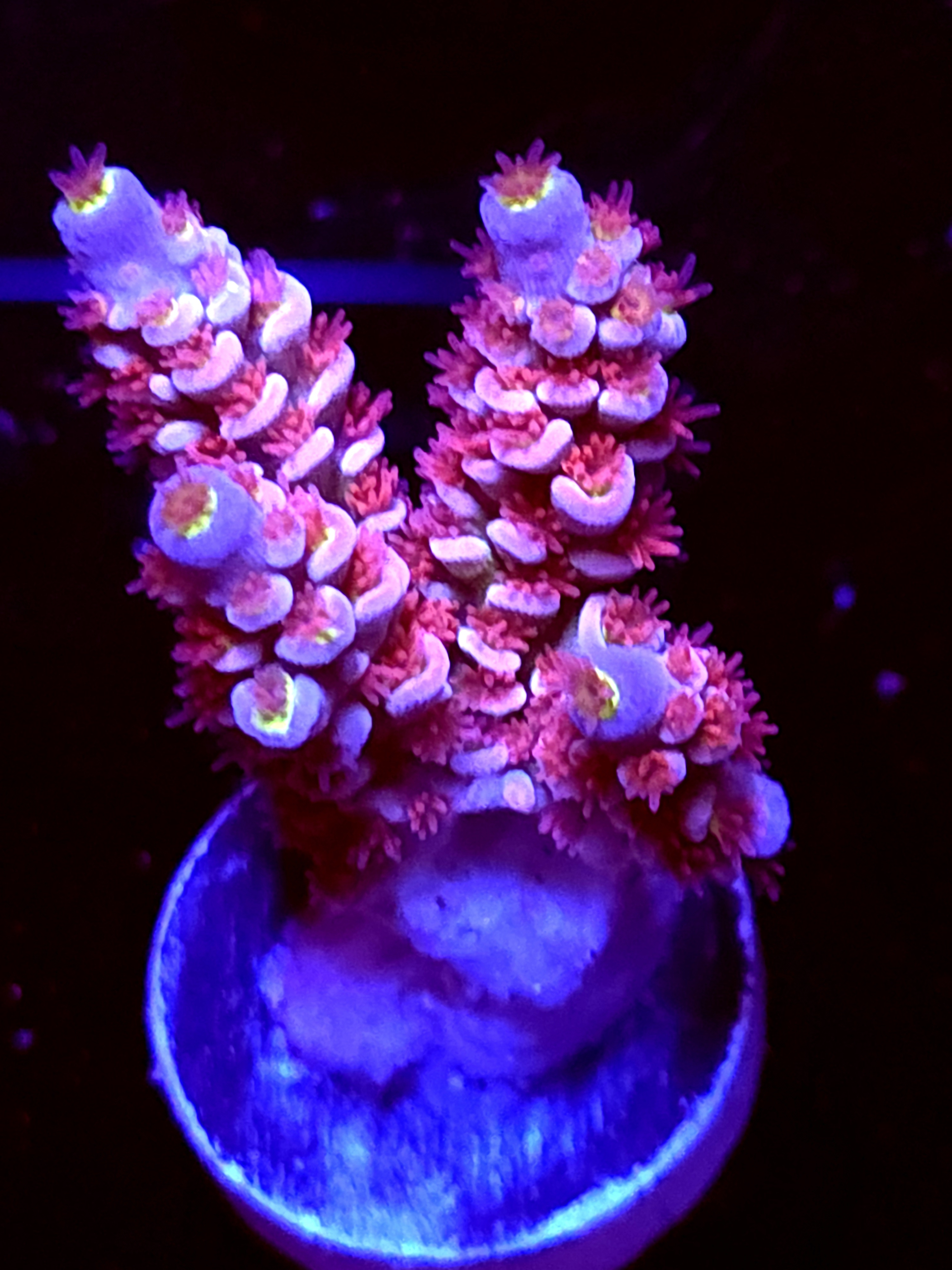 SBB "Pink Voltron" Acro Small 3 Branch