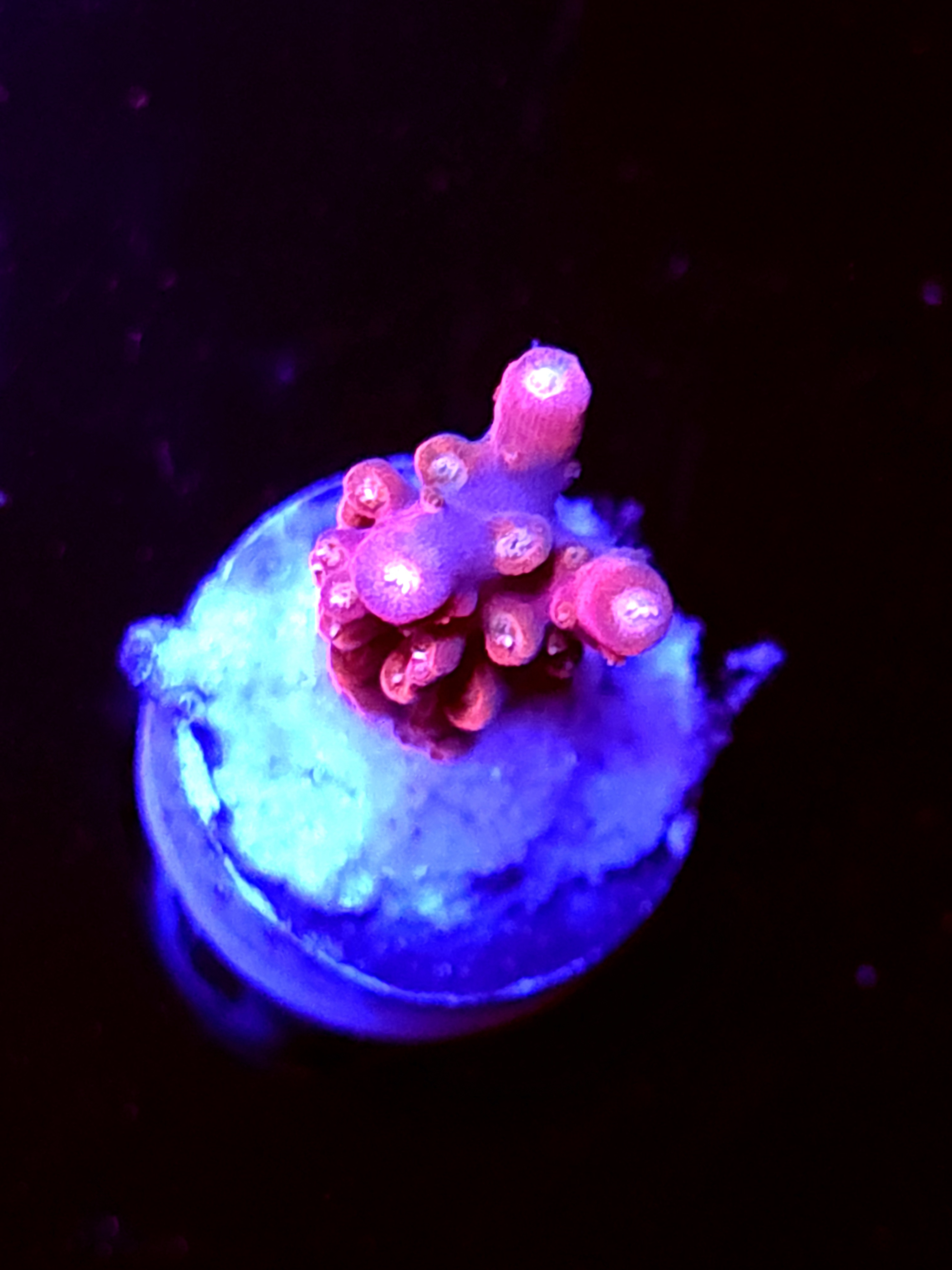 SBB "Mystery Signature" Acro Small Branch