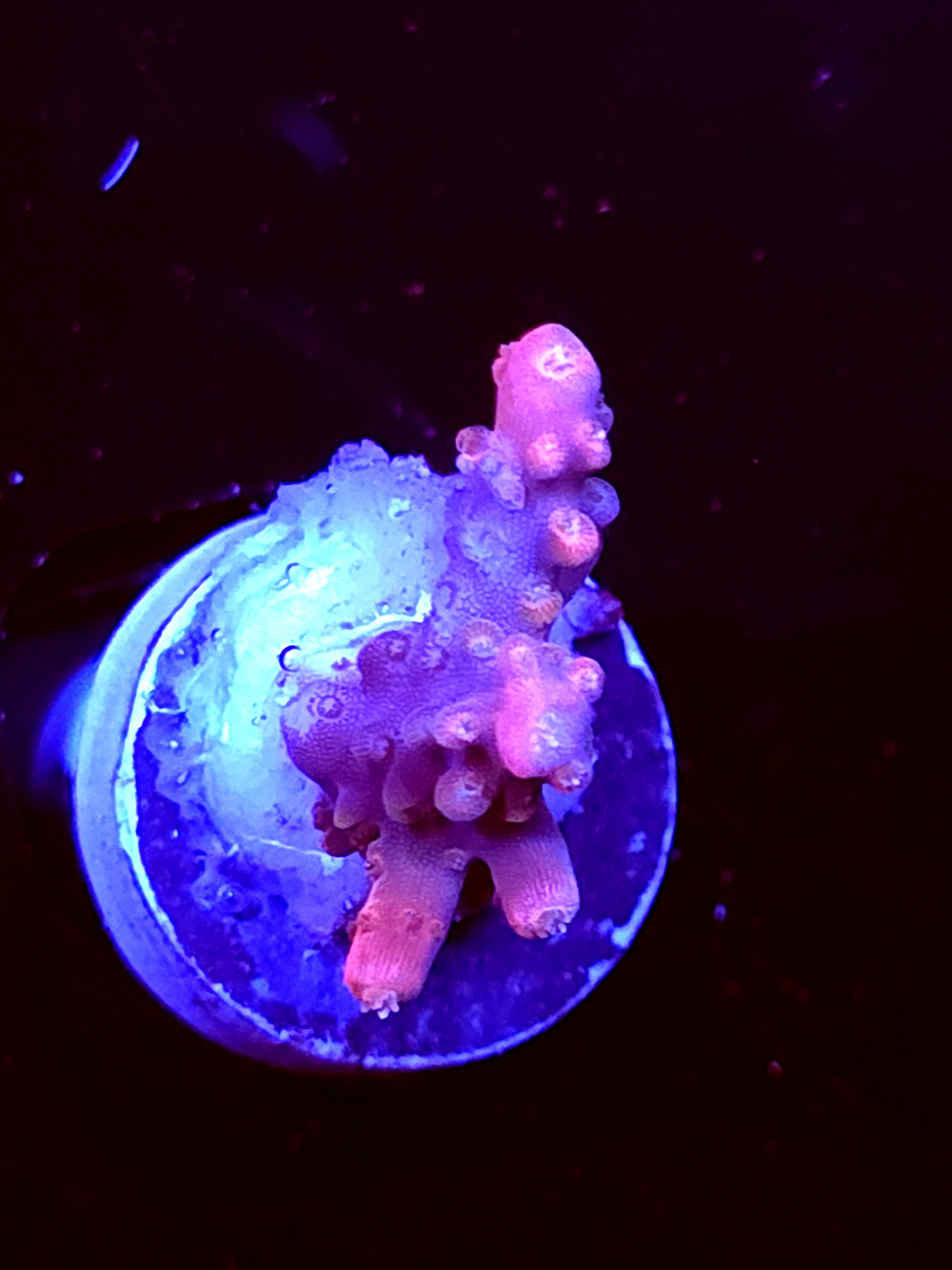 SBB "Red Rocket" Acro Small Branch