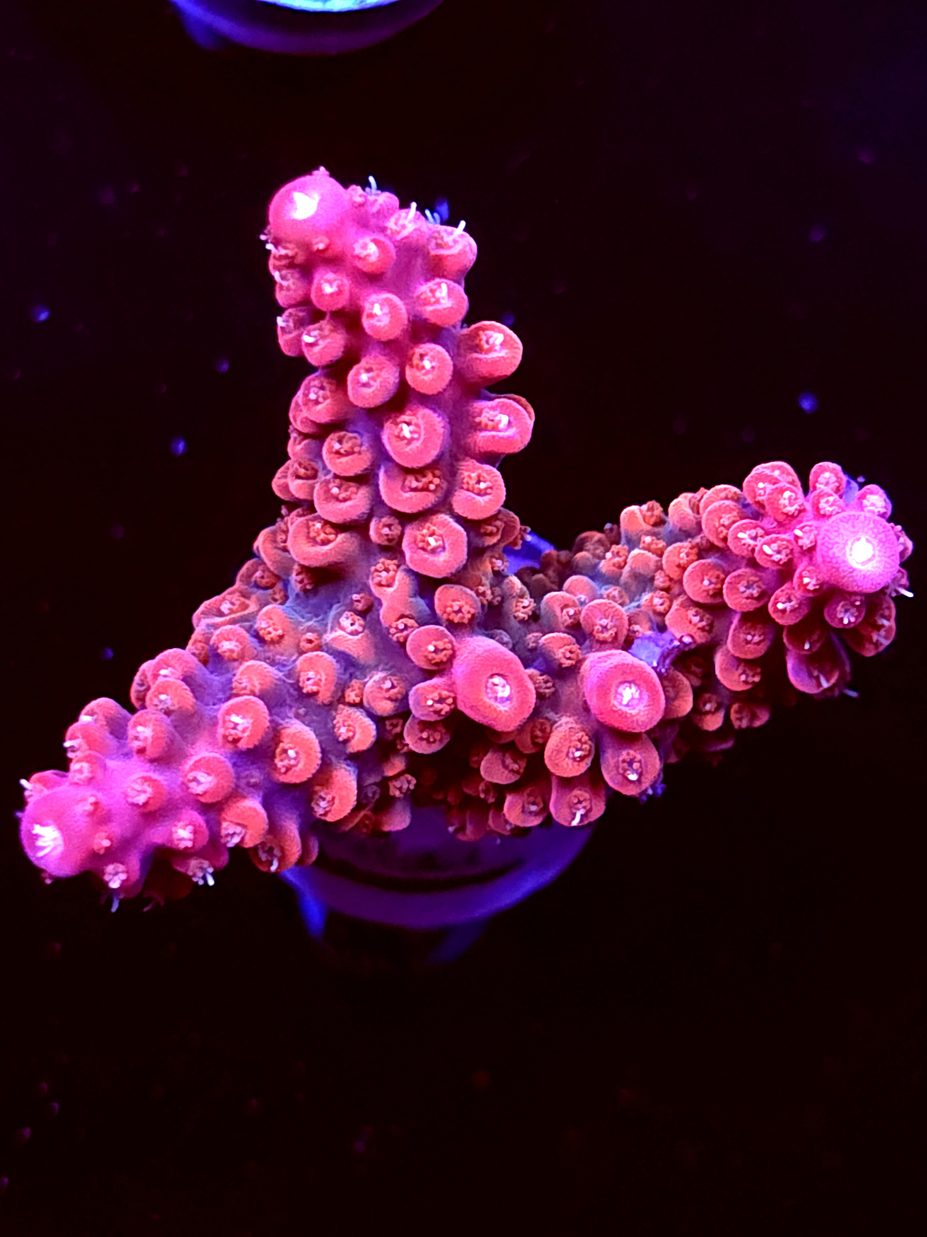 SBB "Mystery Signature" Acro Large 3 Branch