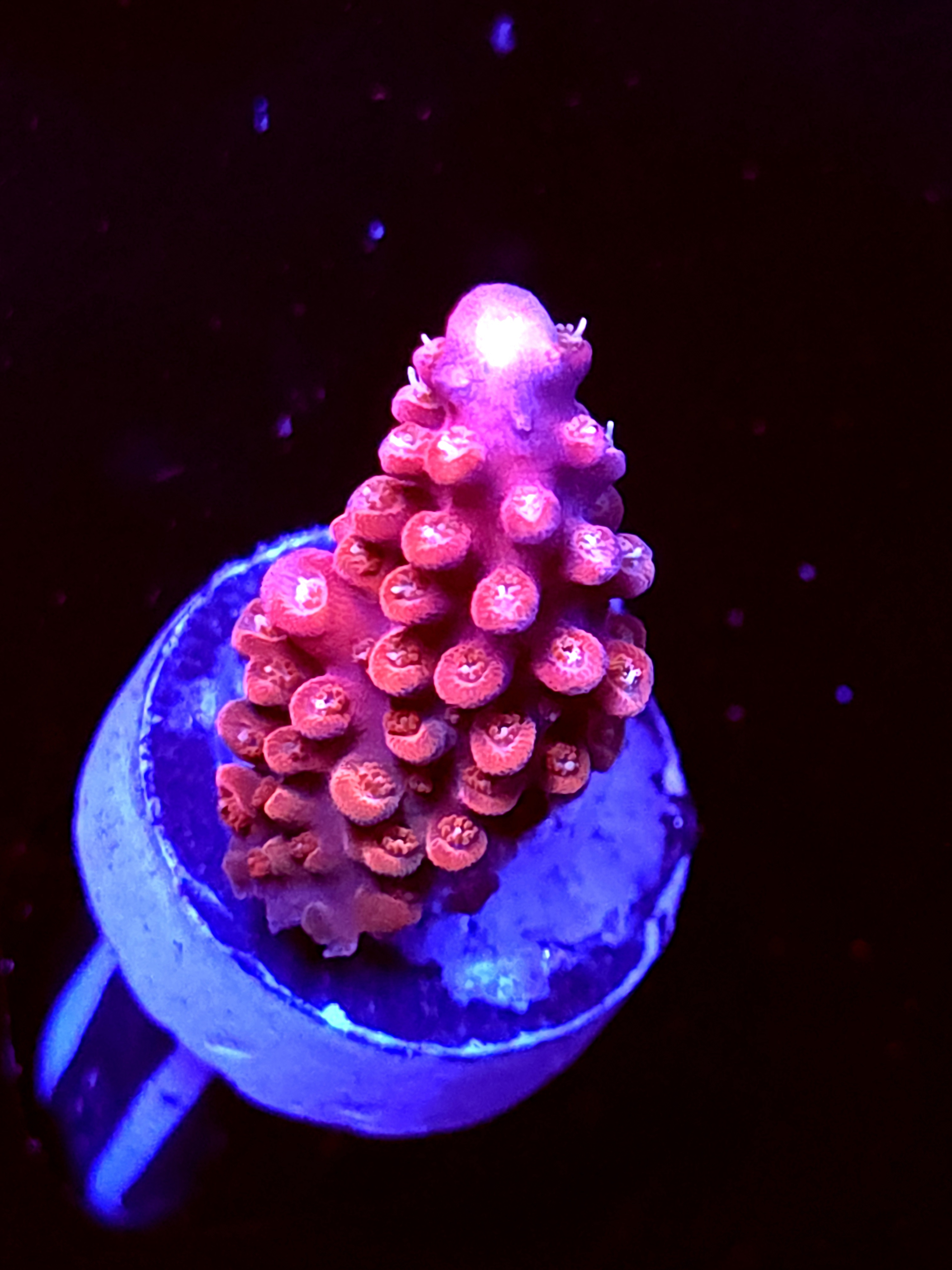 SBB "Red Rocket" Acro Medium Branch