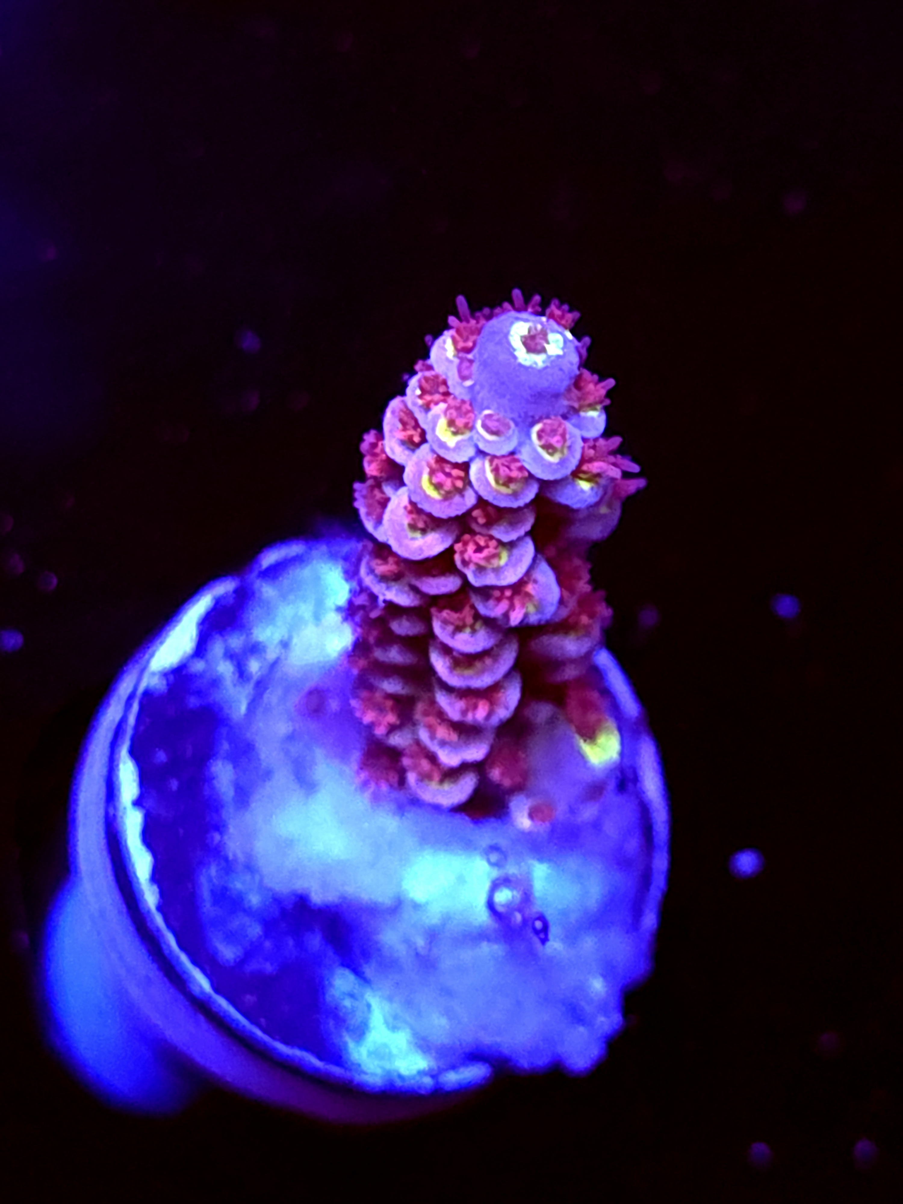 SBB "Pink Voltron" Acro Medium Branch