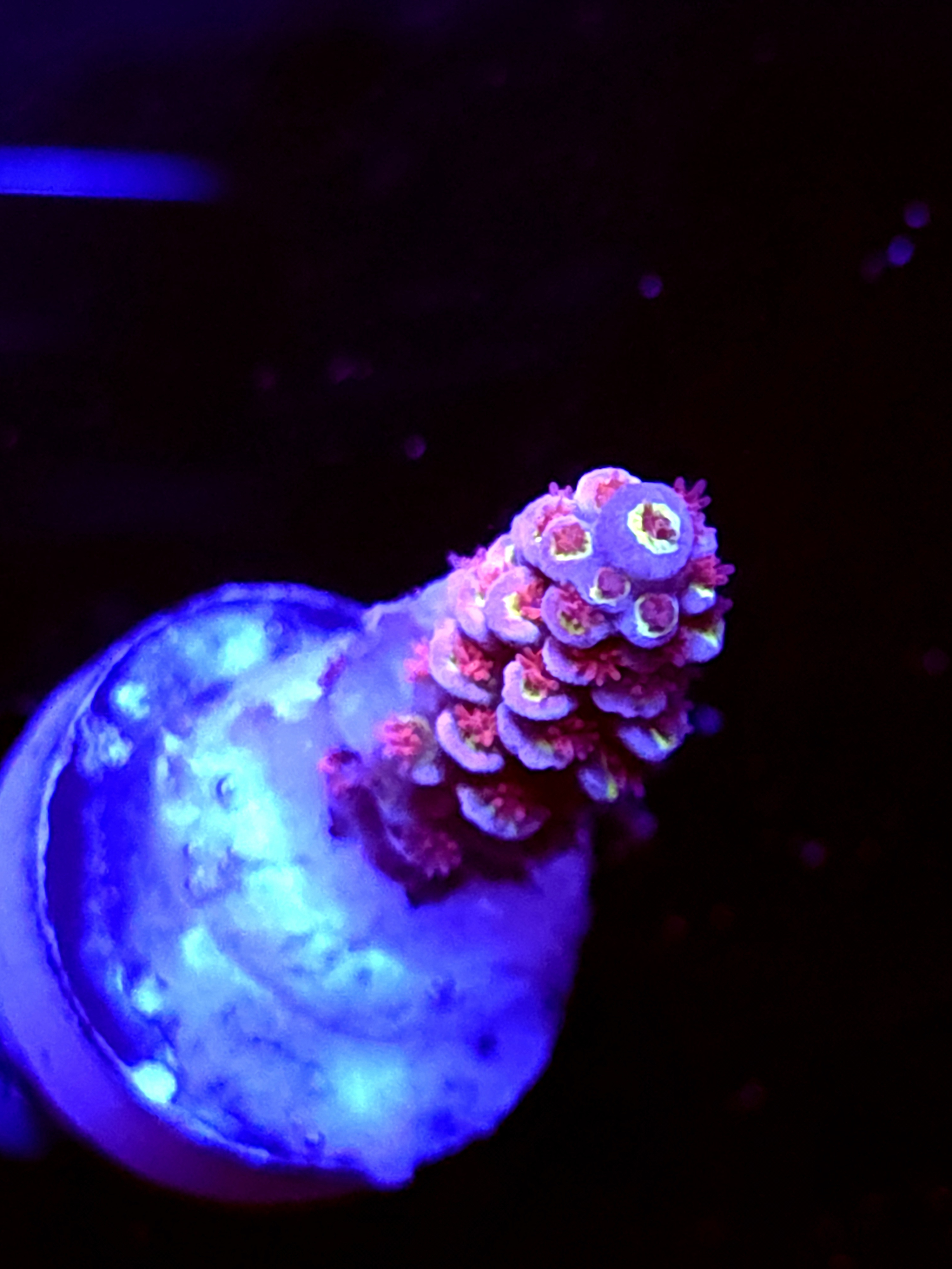 SBB "Pink Voltron" Acro Small Branch