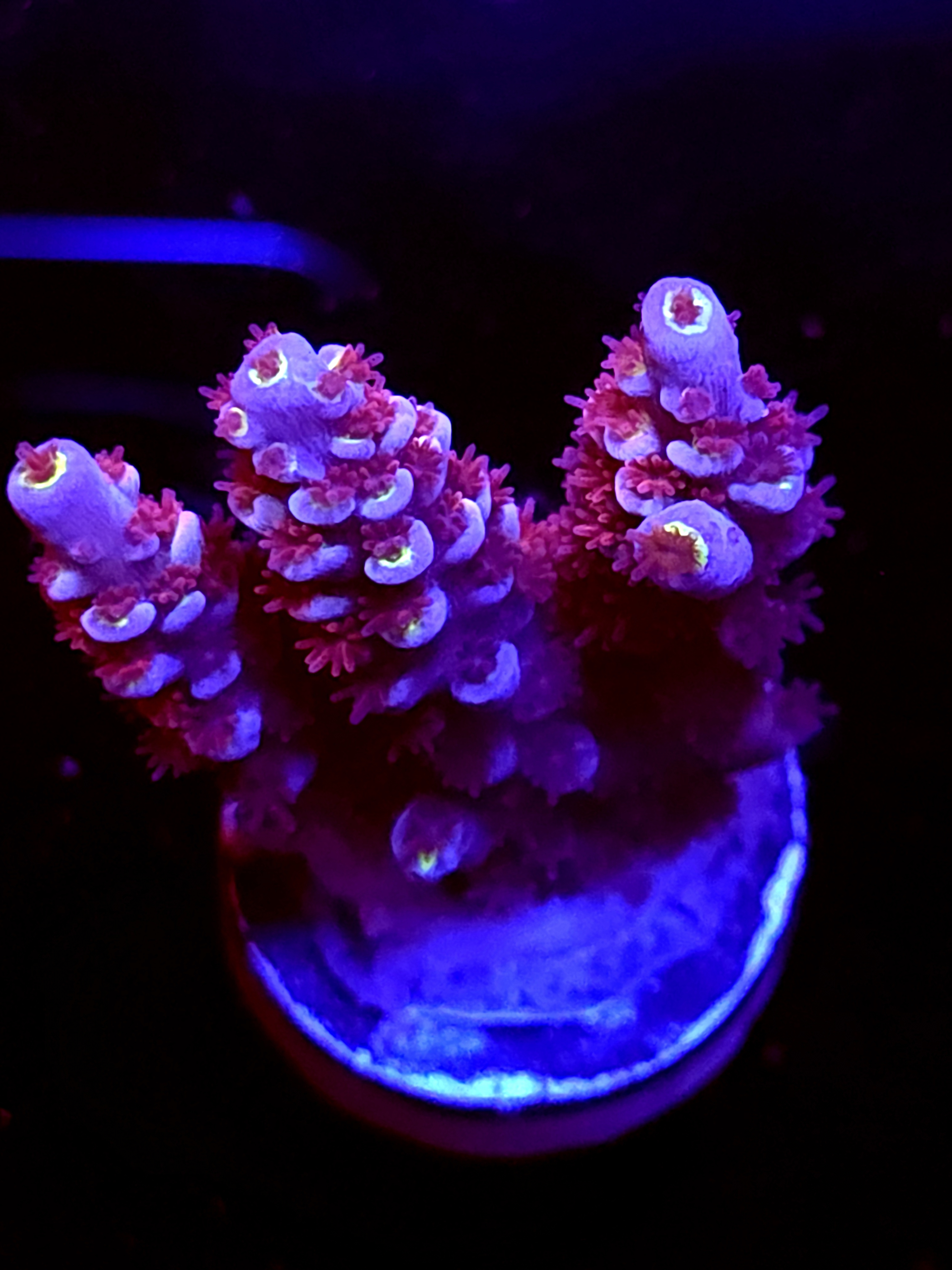 SBB "Pink Voltron" Acro Medium 3 Branch