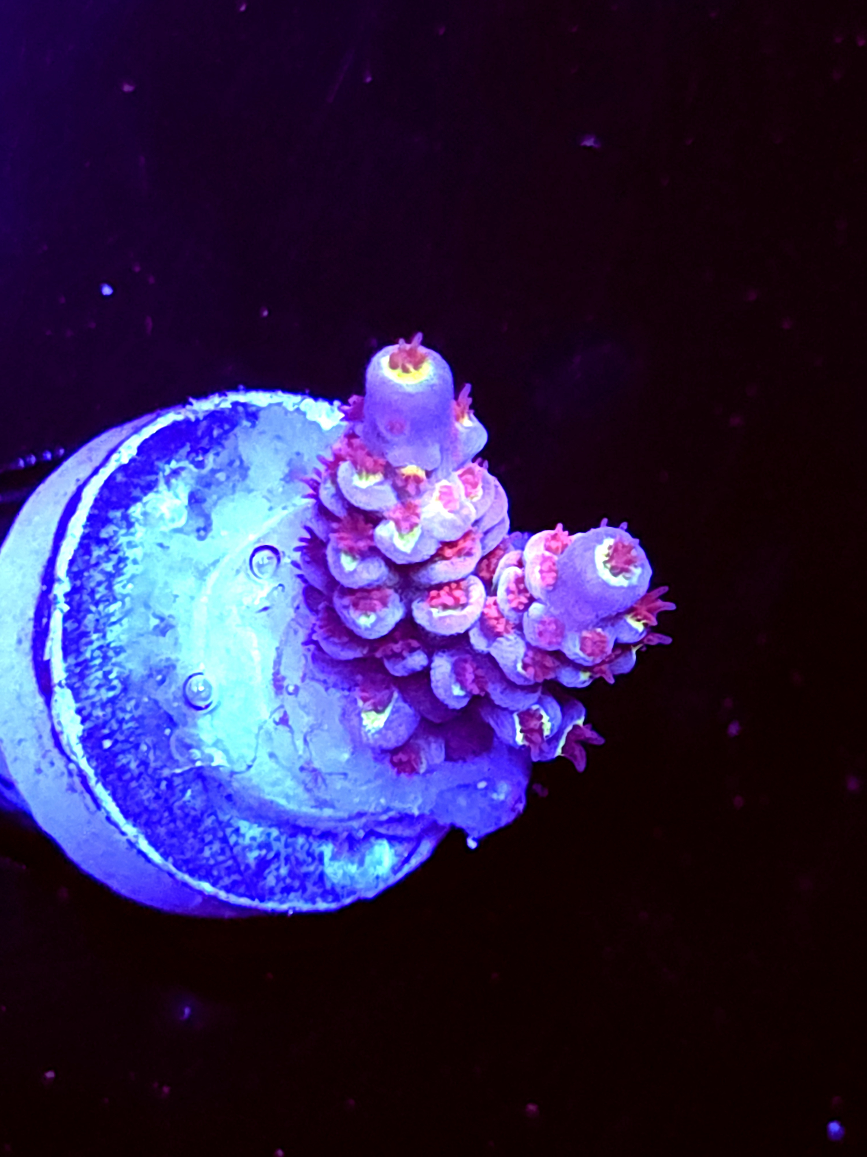 SBB "Pink Voltron" Acro Small 2 Branch