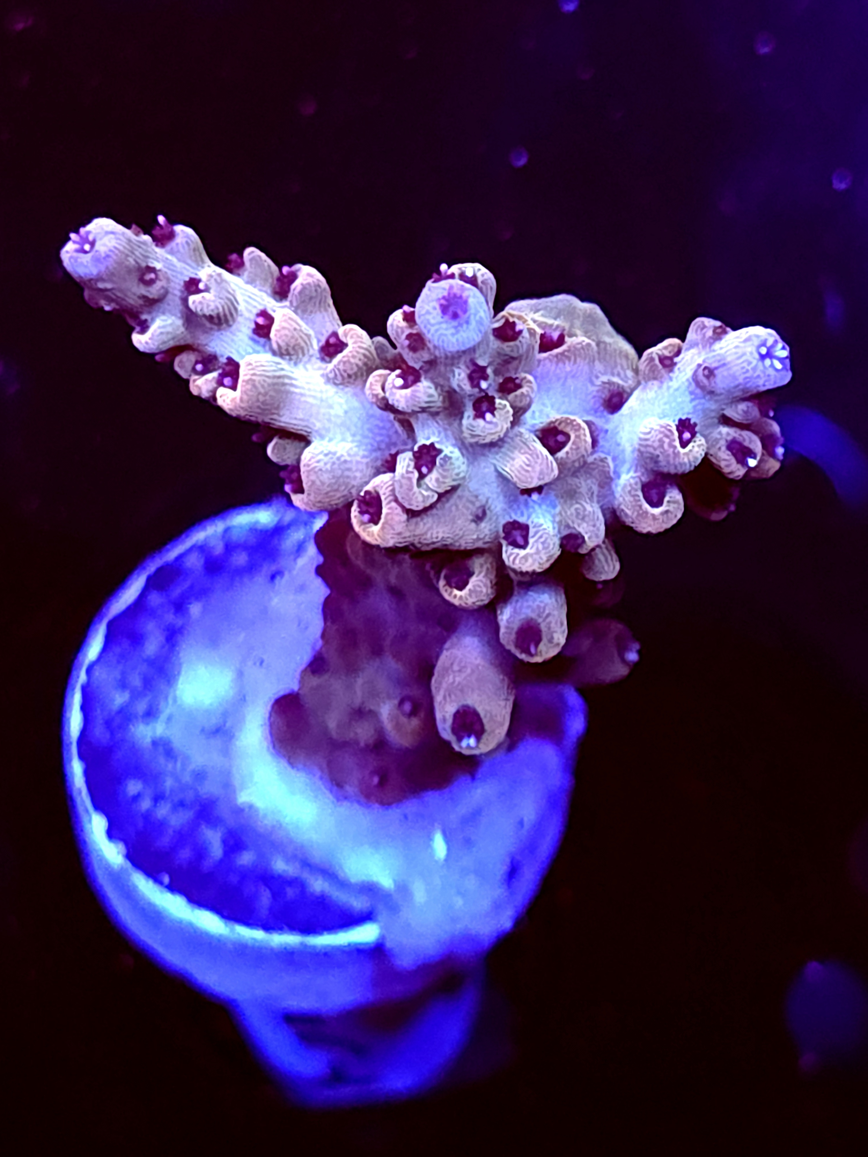 SBB "Old Glory" Acro Medium 2 Branch