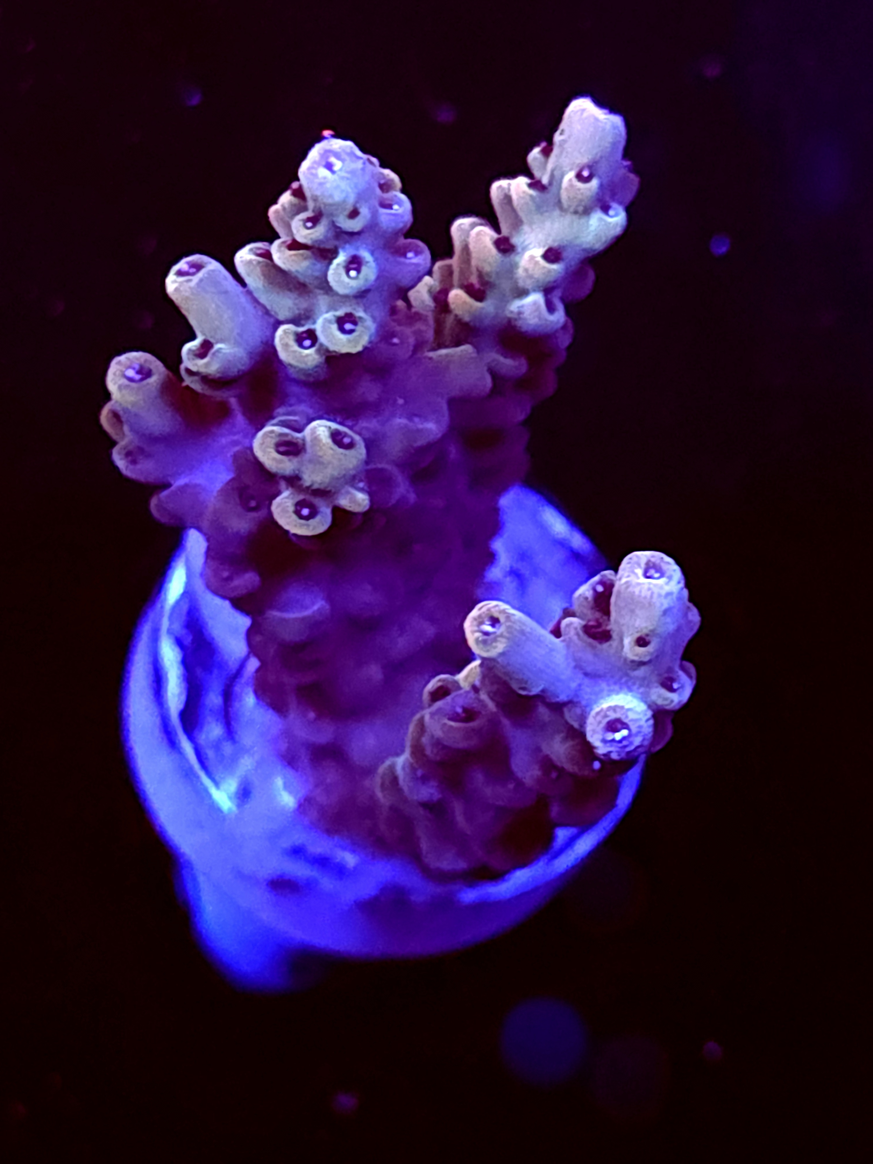 SBB "Old Glory" Acro Medium 3 Branch