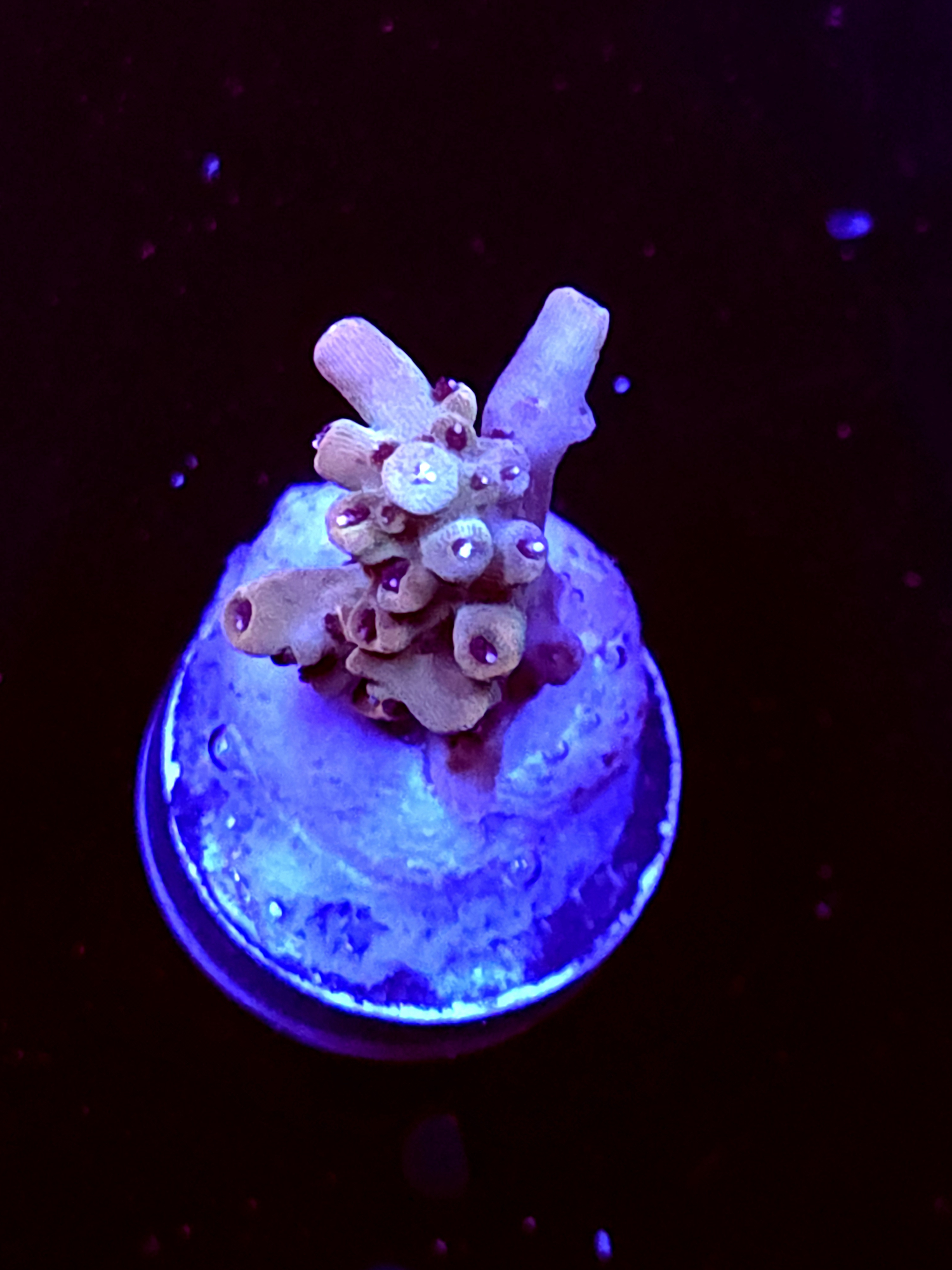 SBB "Mystery Signature" Acro Small Branch