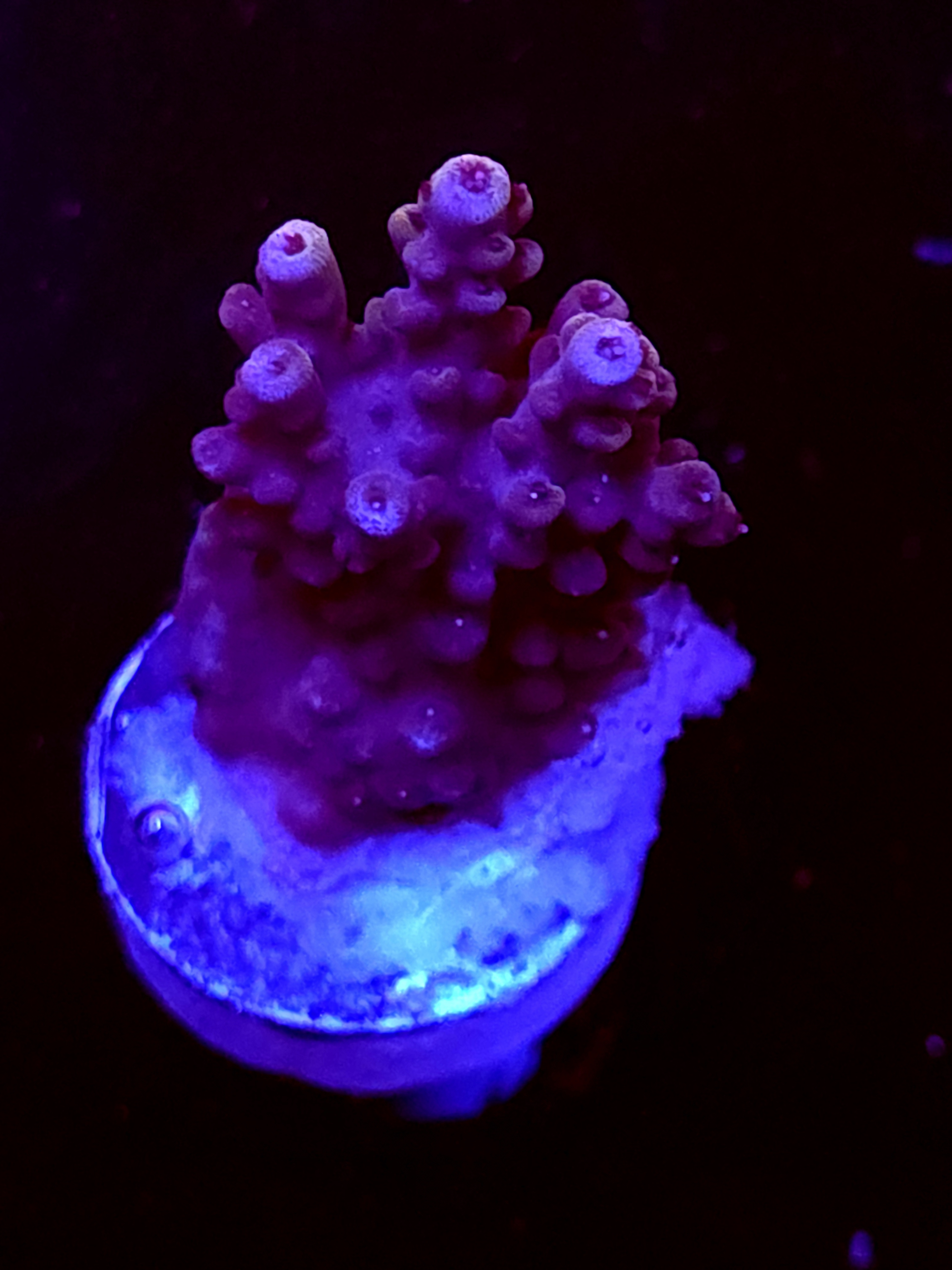 SBB "Old Glory" Acro Medium Branch