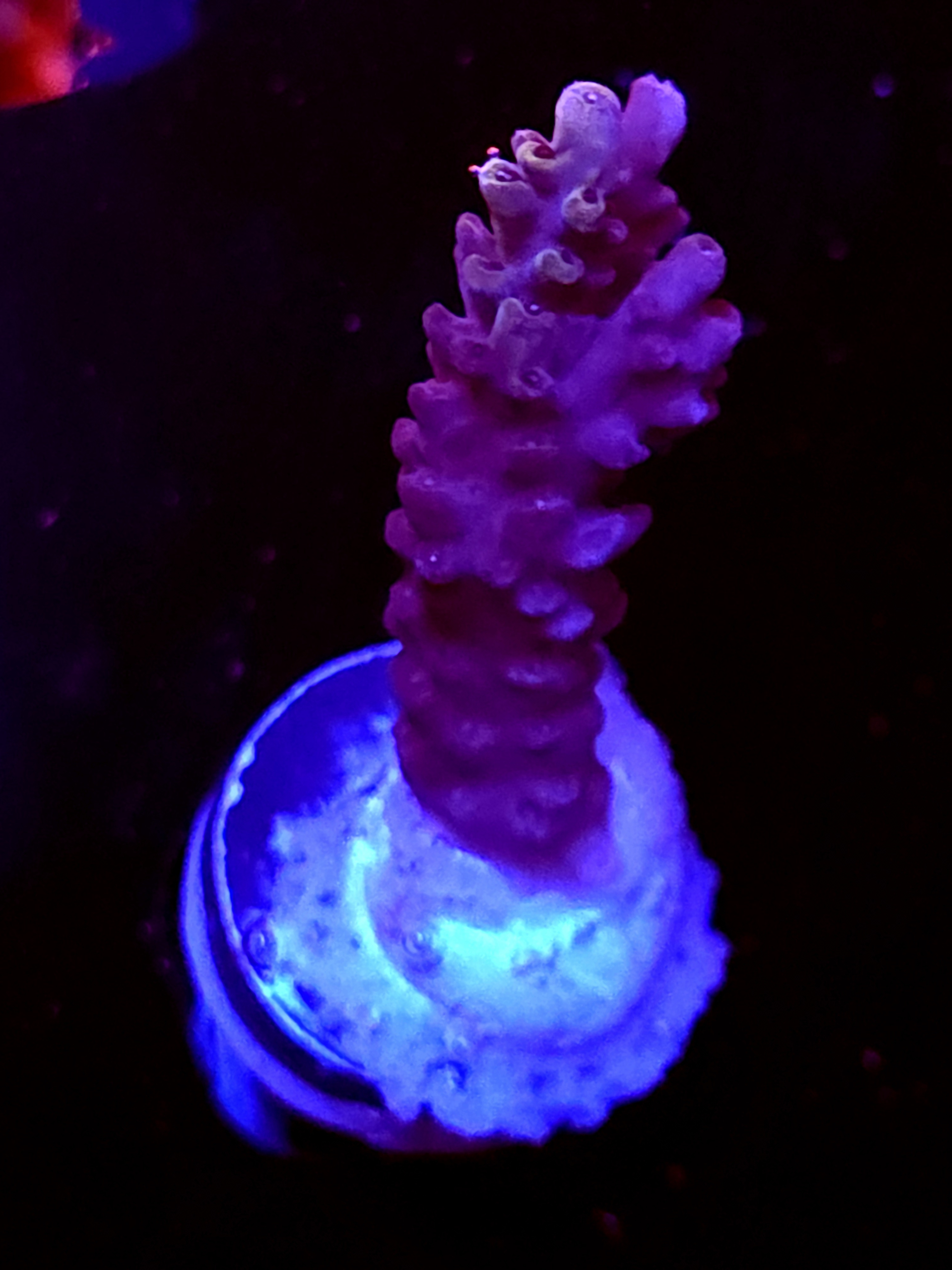 SBB "Old Glory" Acro Large Branch