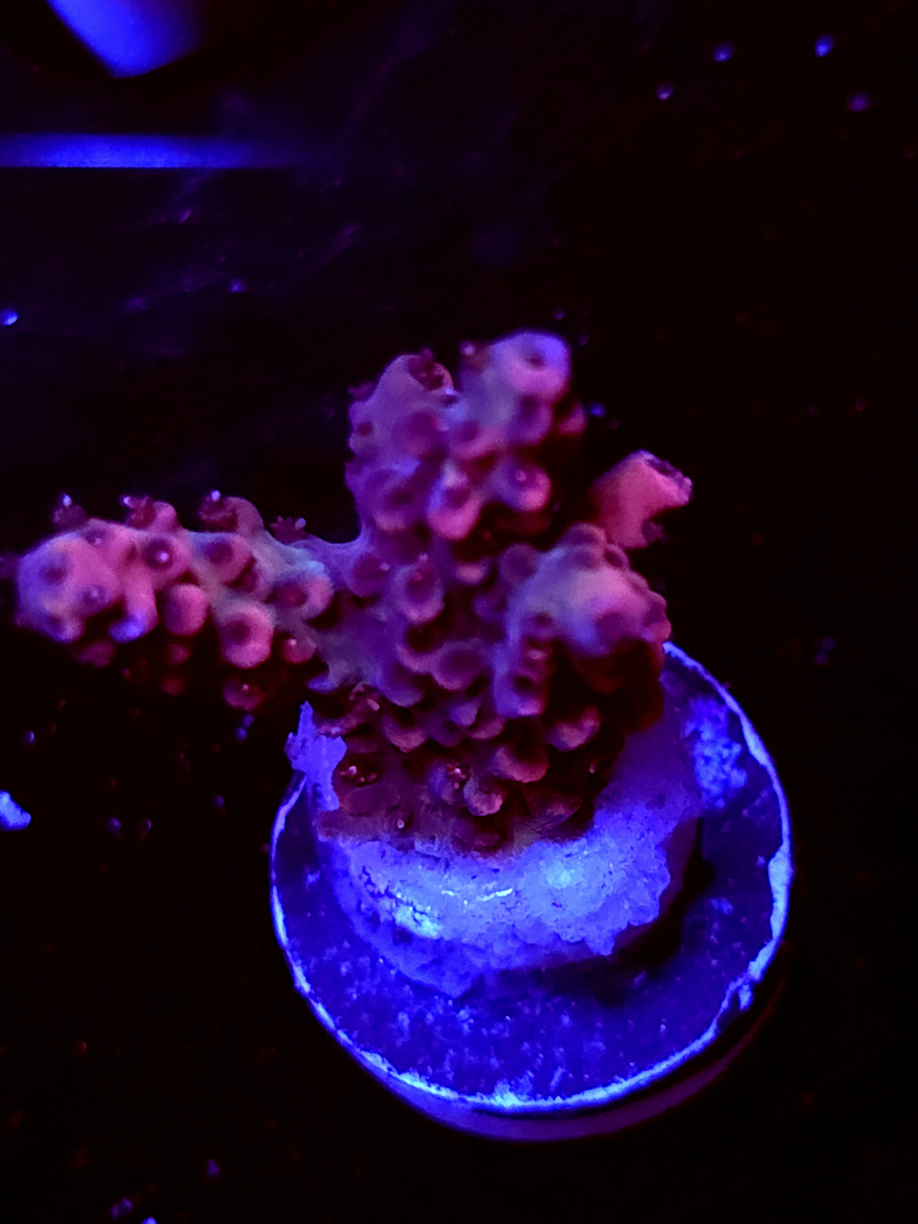 SBB "Rasberry" Acro Medium 2 Branch