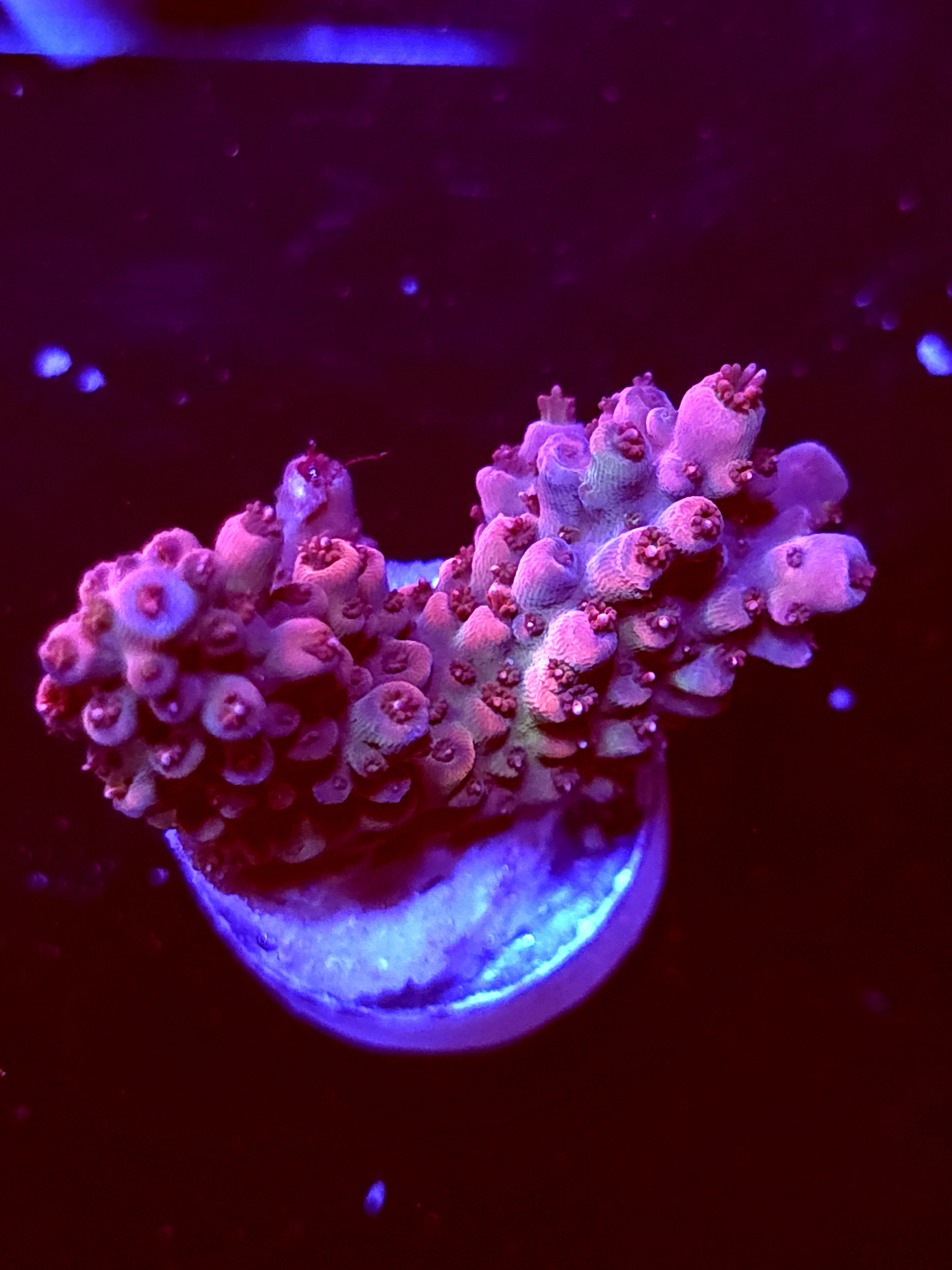 SBB "Rasberry" Acro Medium 2 Branch