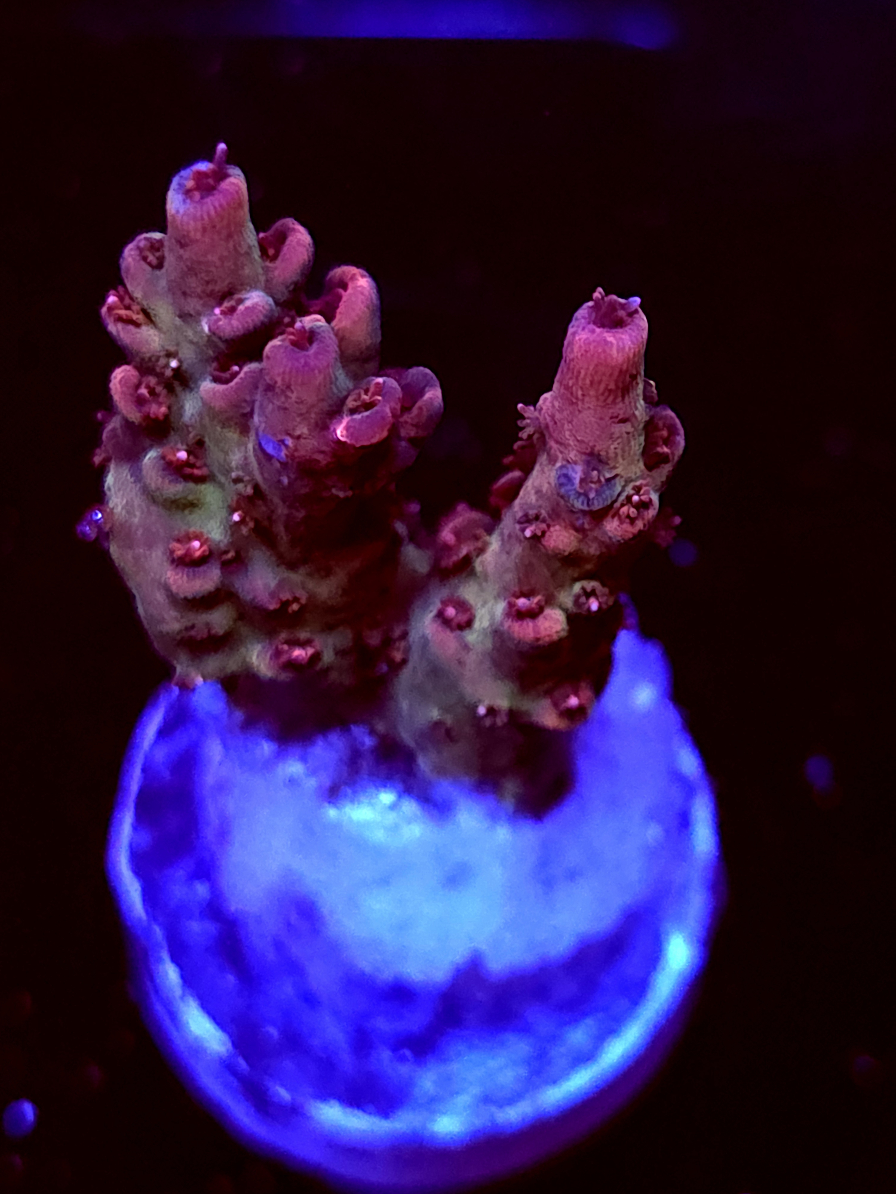 SBB "Rasberry" Acro Small 2 Branch