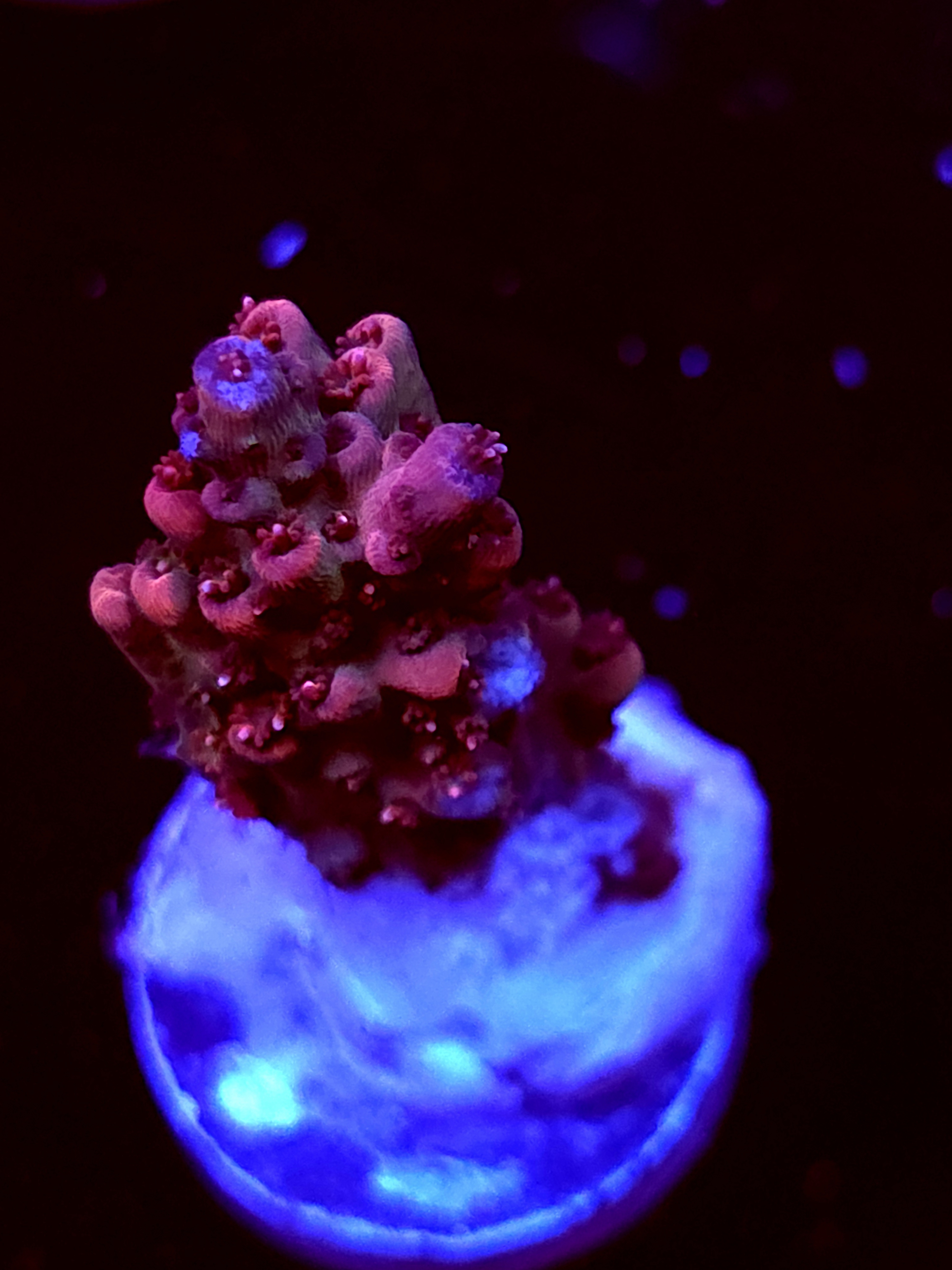 SBB "Rasberry" Acro Medium Branch