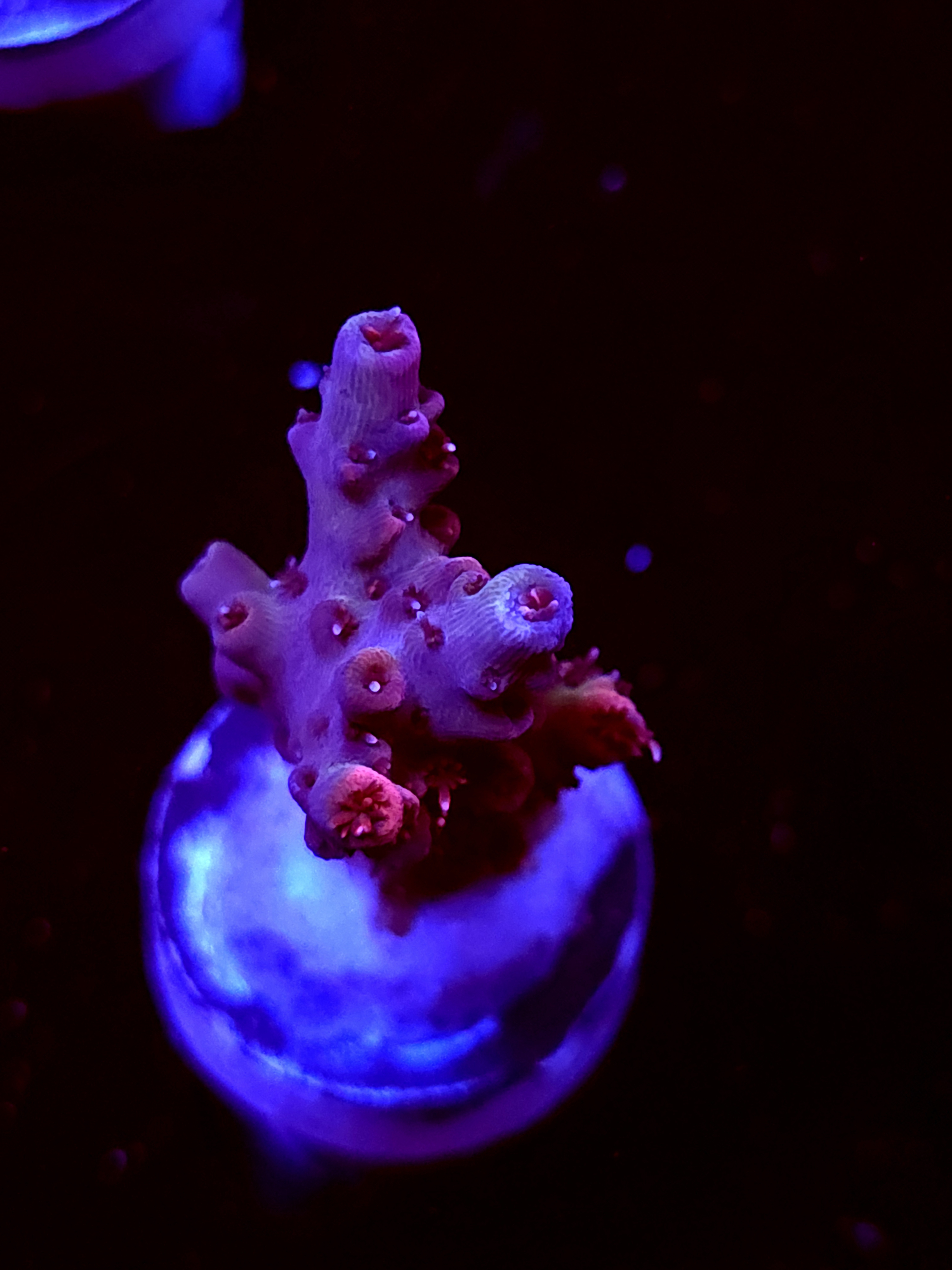 SBB "Rasberry" Acro Medium Branch