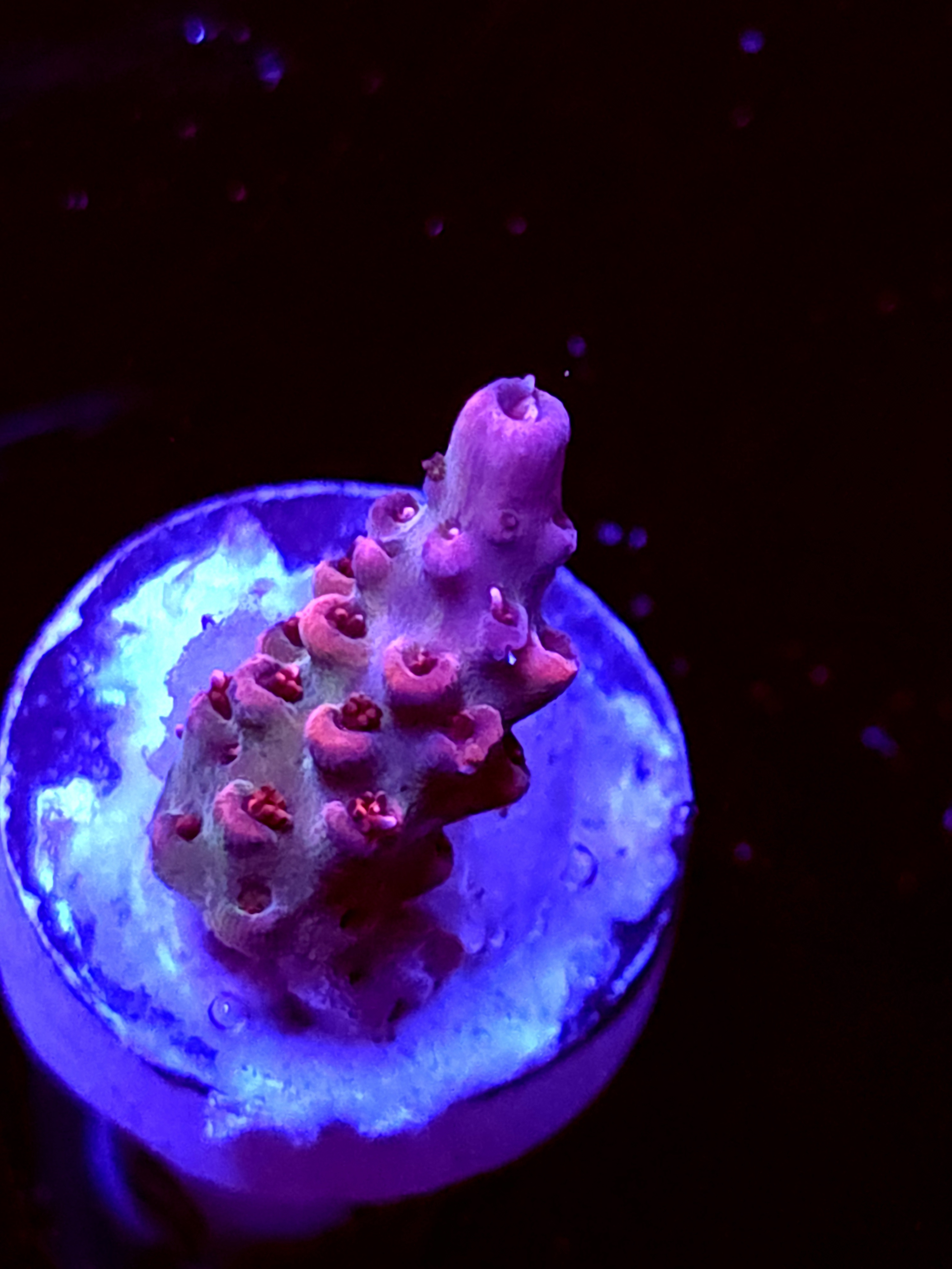 SBB "Rasberry" Acro Small Branch