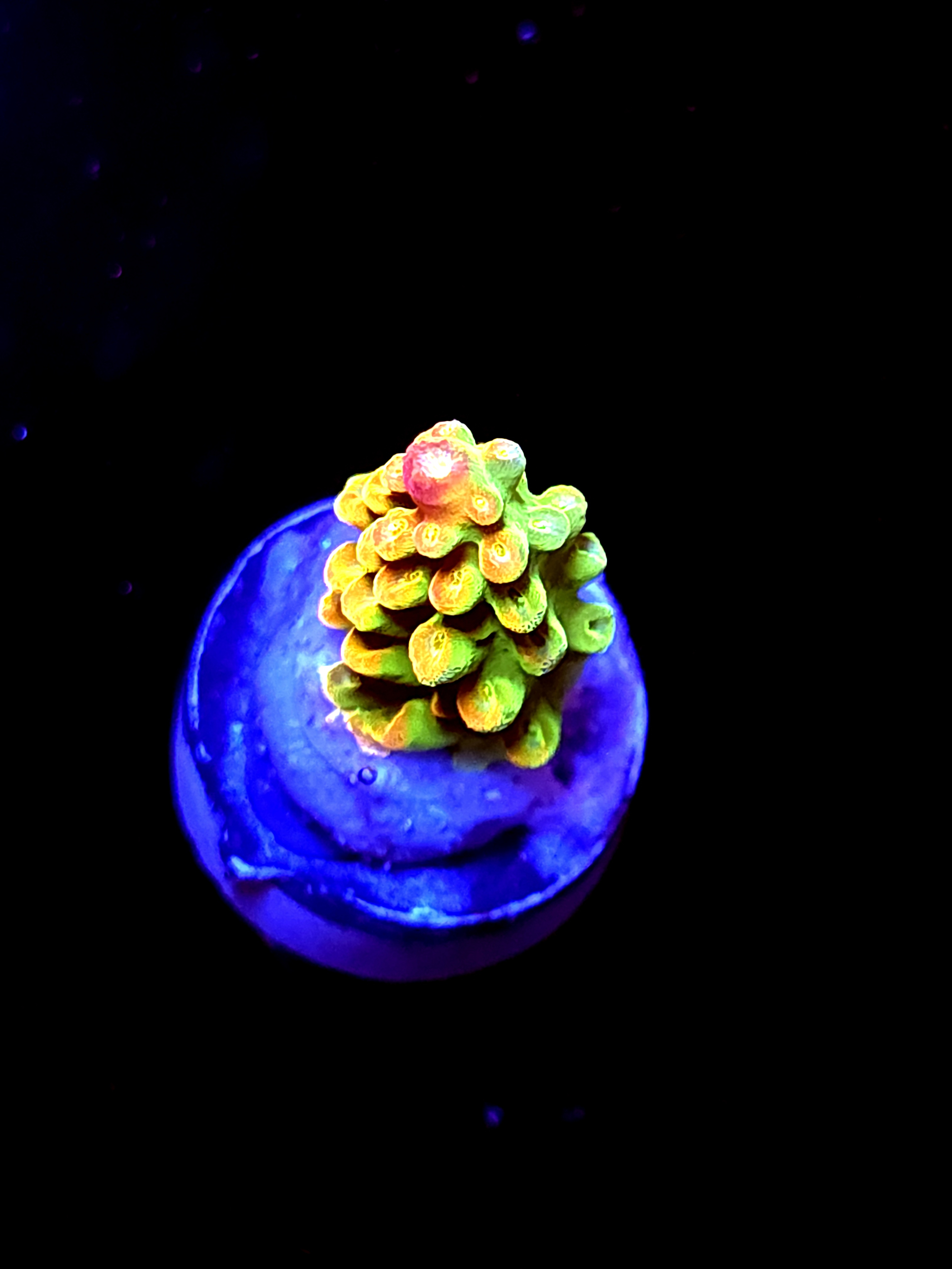 SBB "Yellow Fever" Acro Small Branch