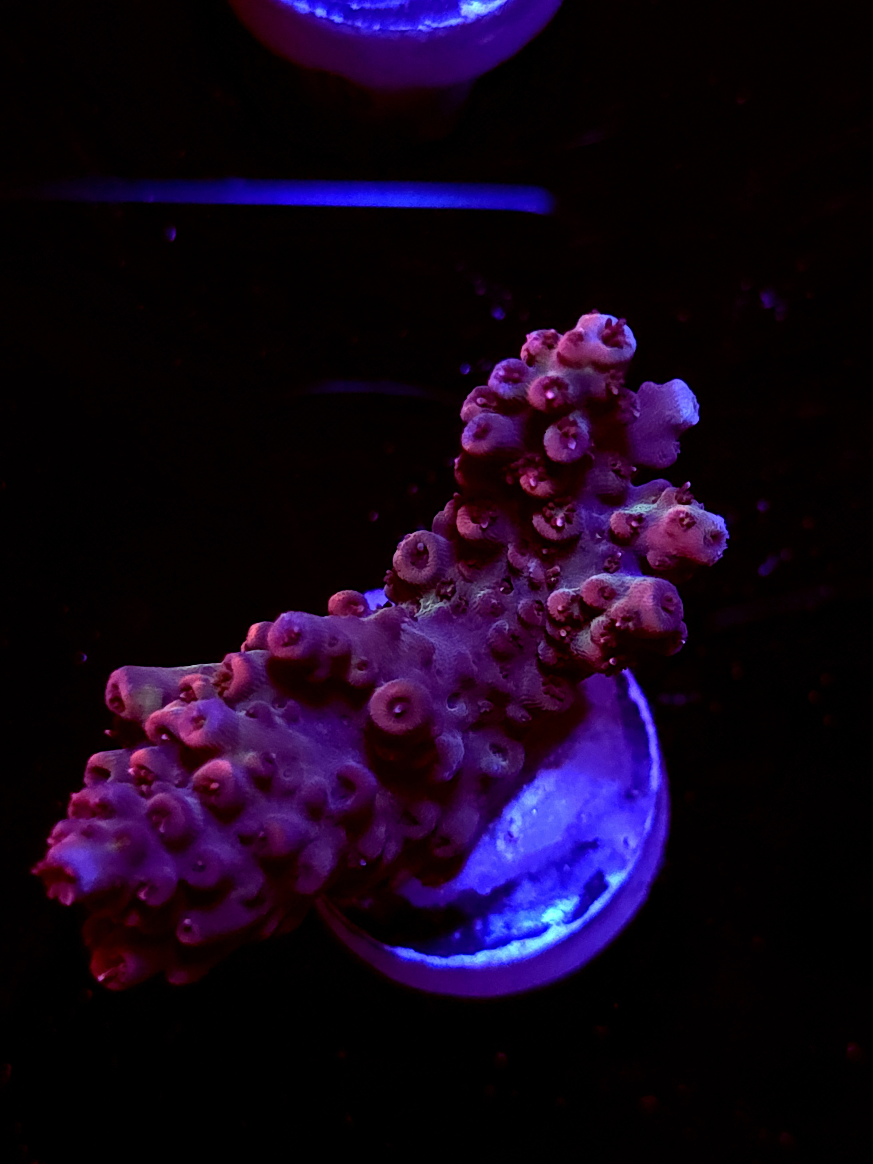 SBB "Rasberry" Acro Medium 2 Branch