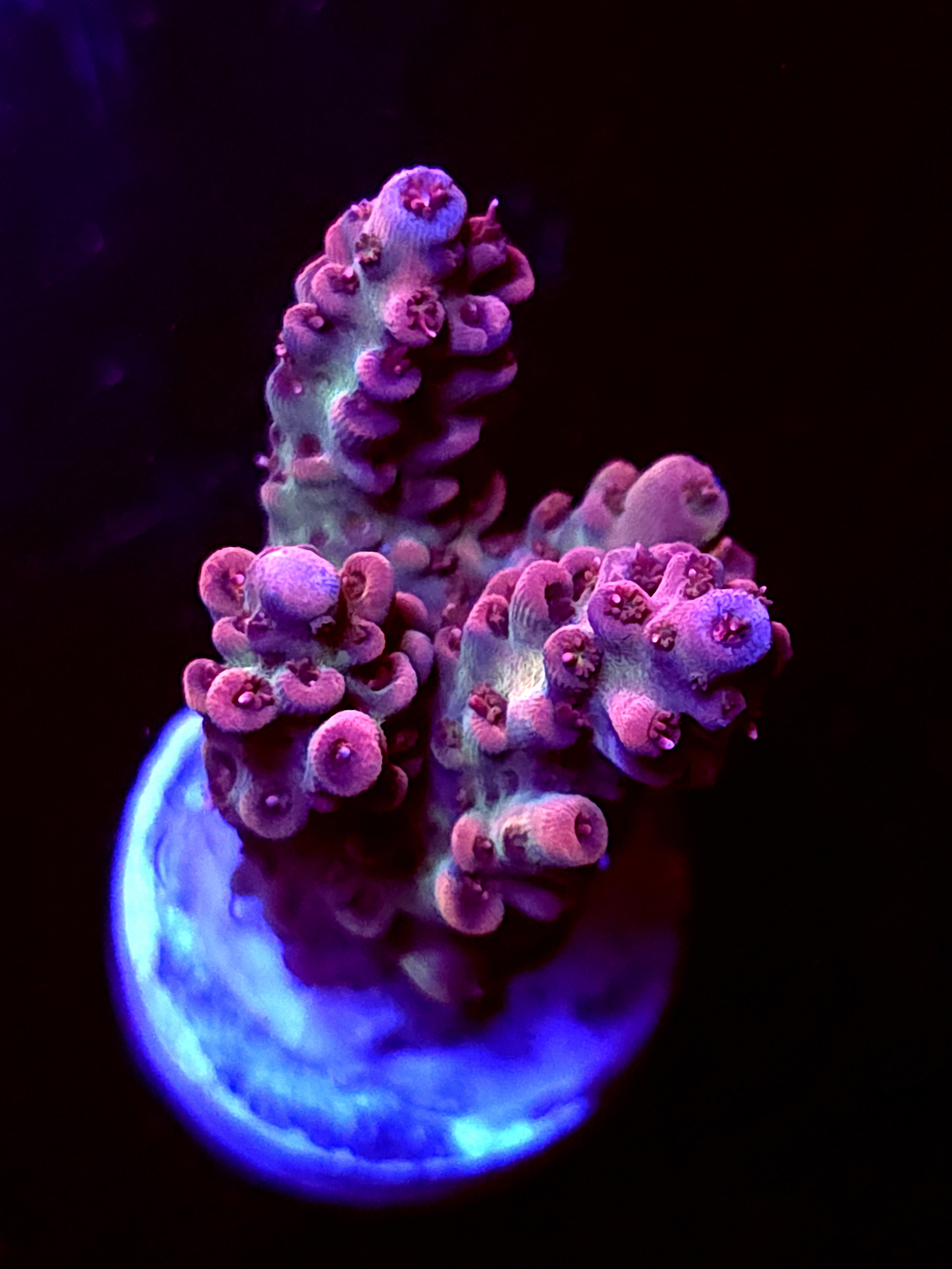 SBB "Mystery Signature" Acro Medium 3 Branch