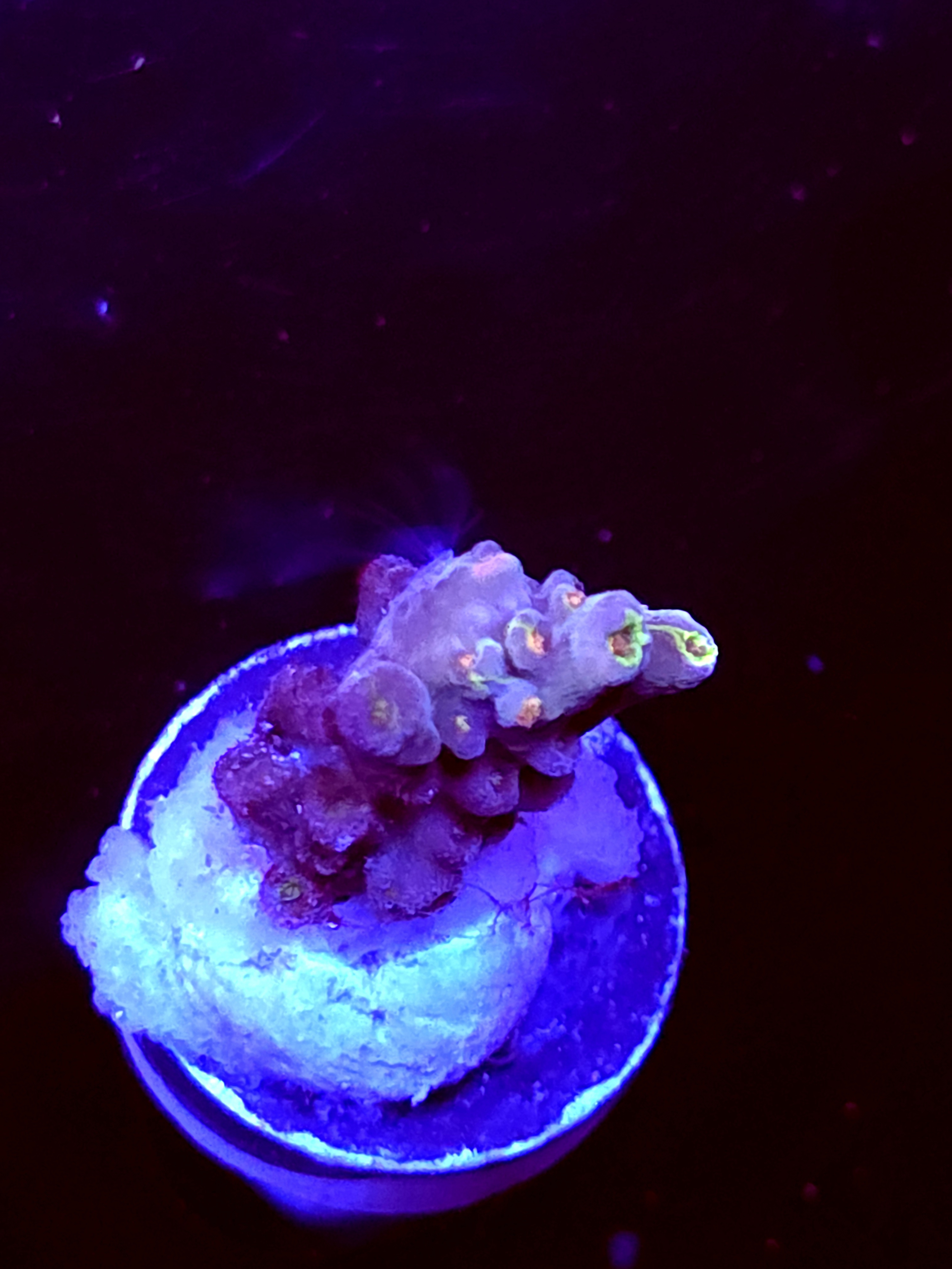 SBB "Candy Gram" Acro Small Branch