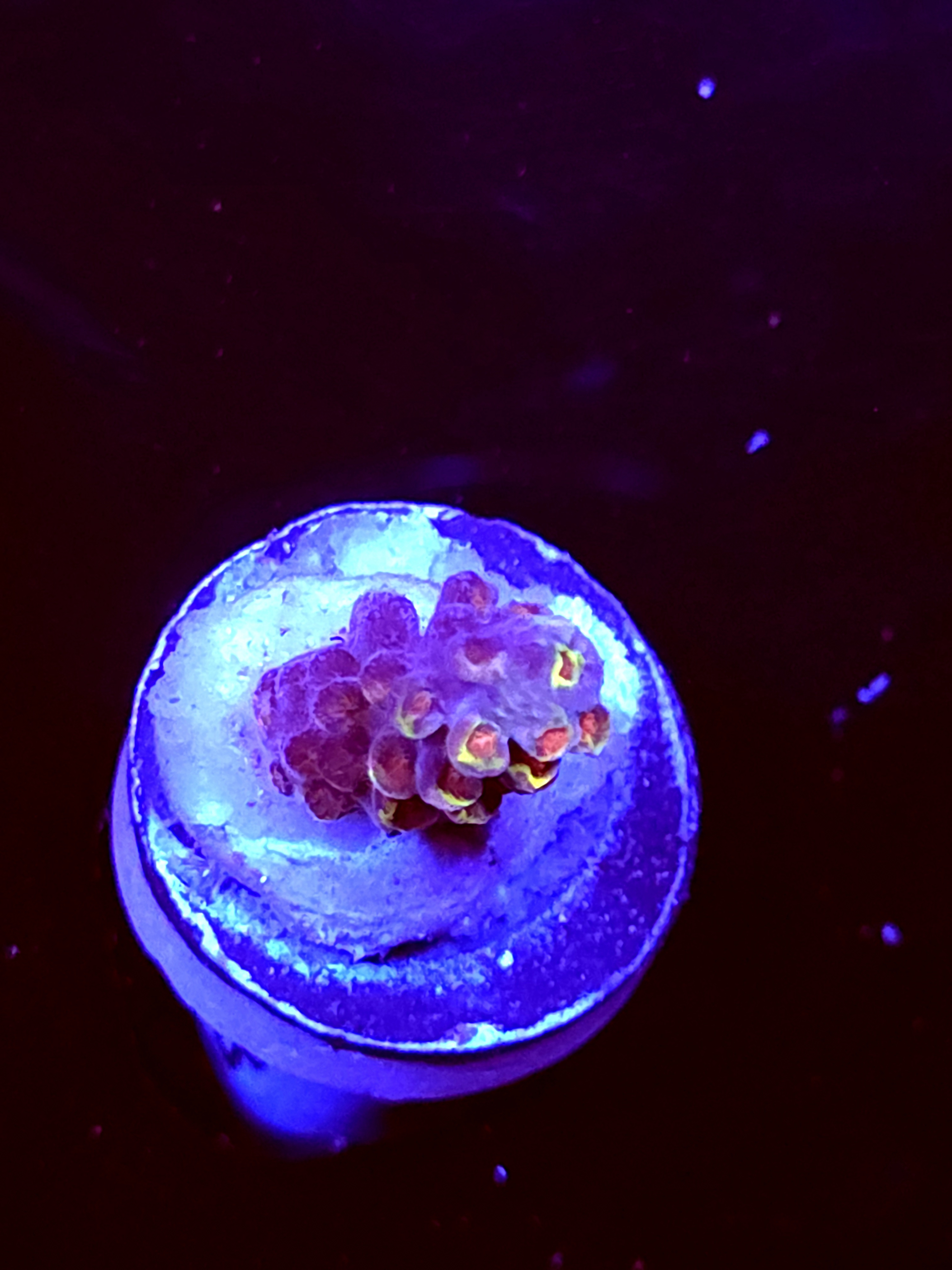 SBB "Candy Gram" Acro Small Branch