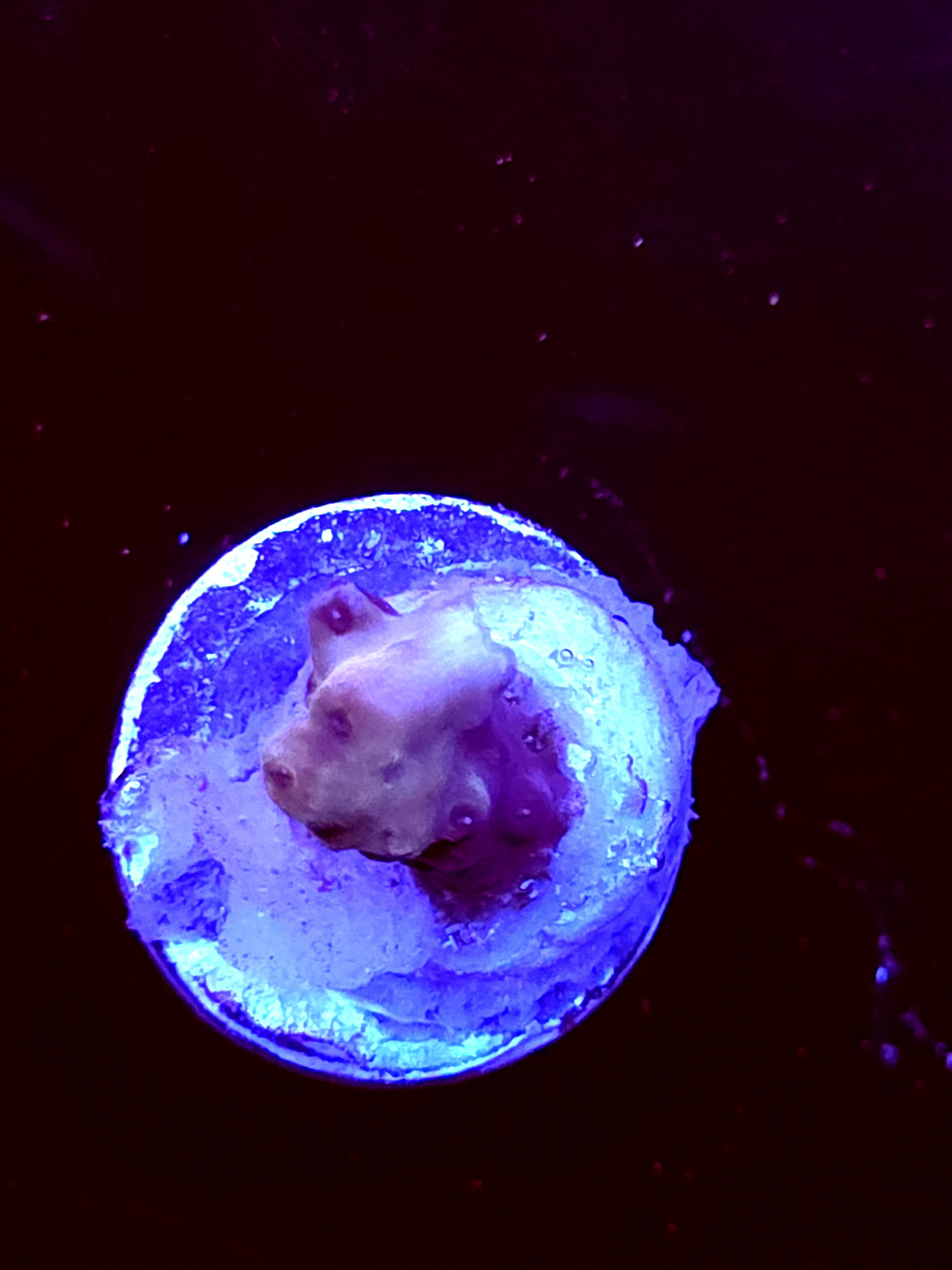 SBB "Old Glory" Acro Small Branch