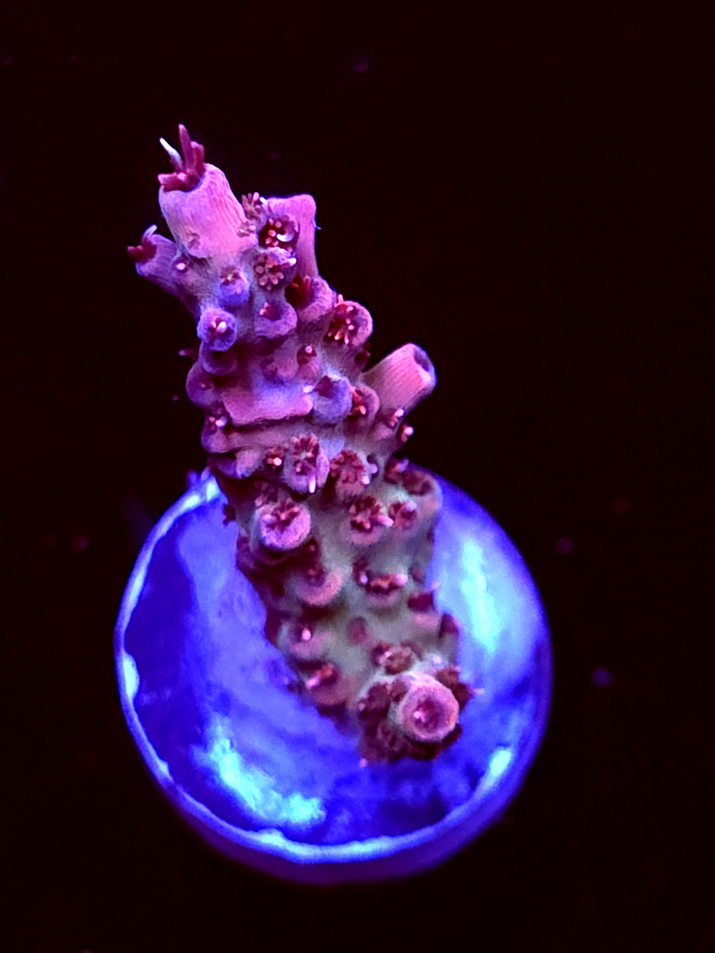 SBB "Rasberry" Acro Medium 2 Branch