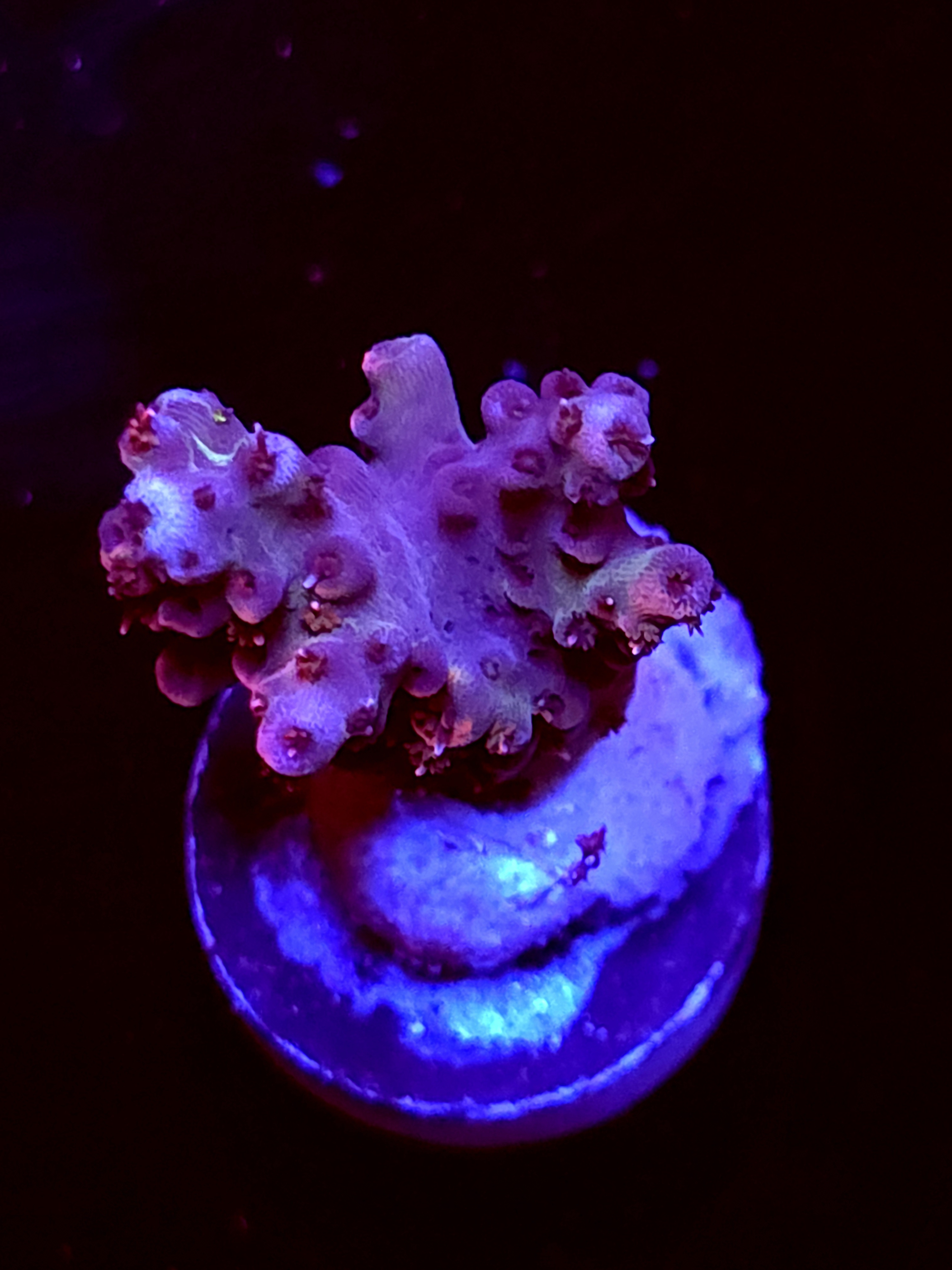 SBB "Rasberry" Acro Small 2 Branch