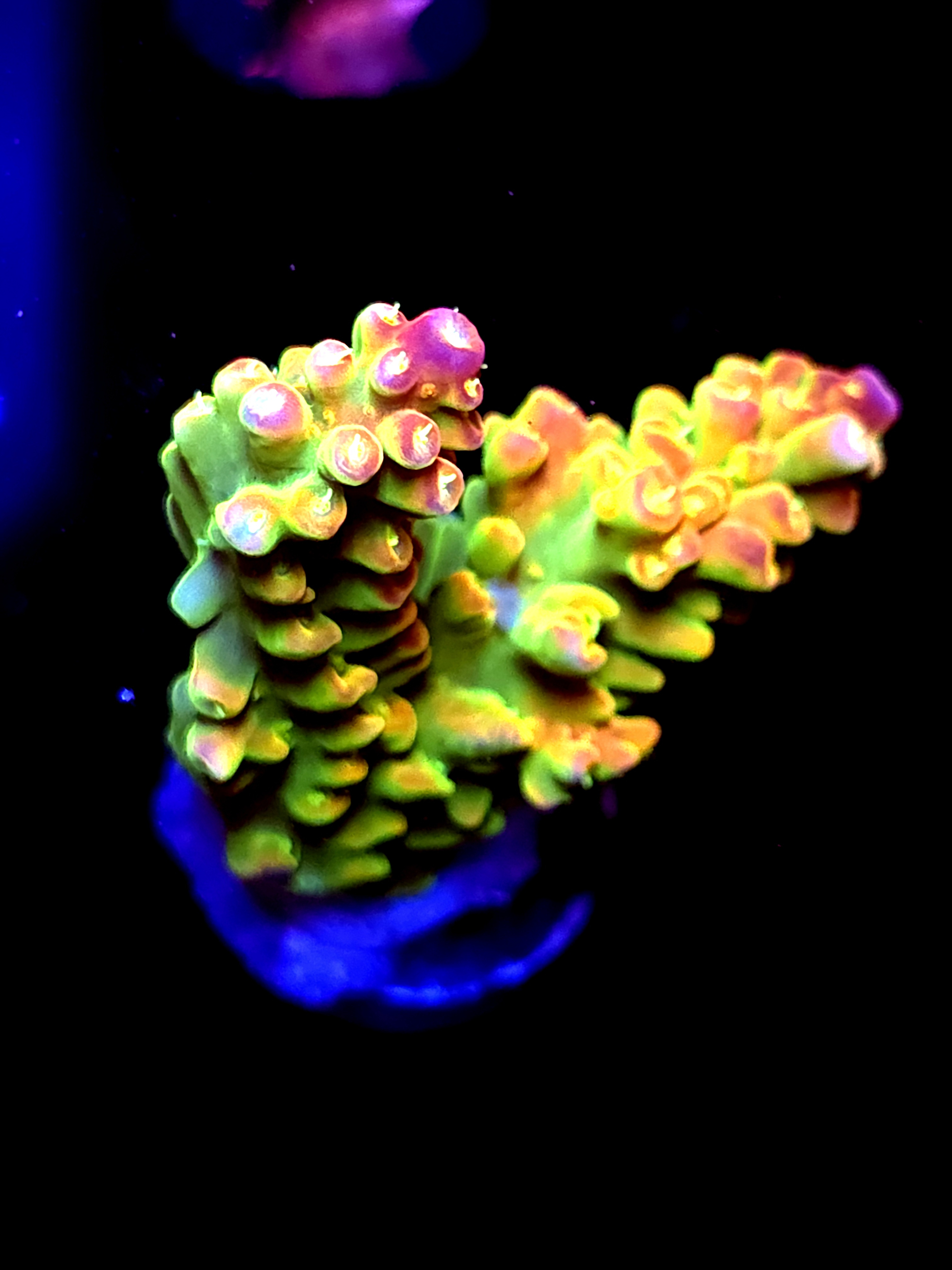 SBB "Yellow Fever" Acro Medium 2 Branch