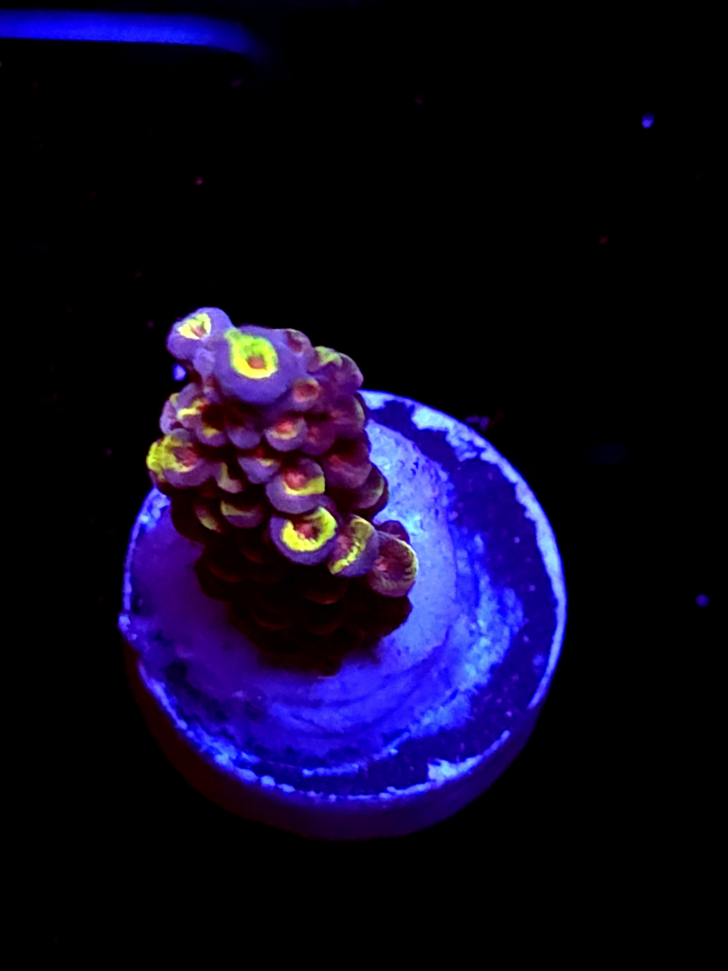 SBB "Candy Gram" Acro Medium Branch