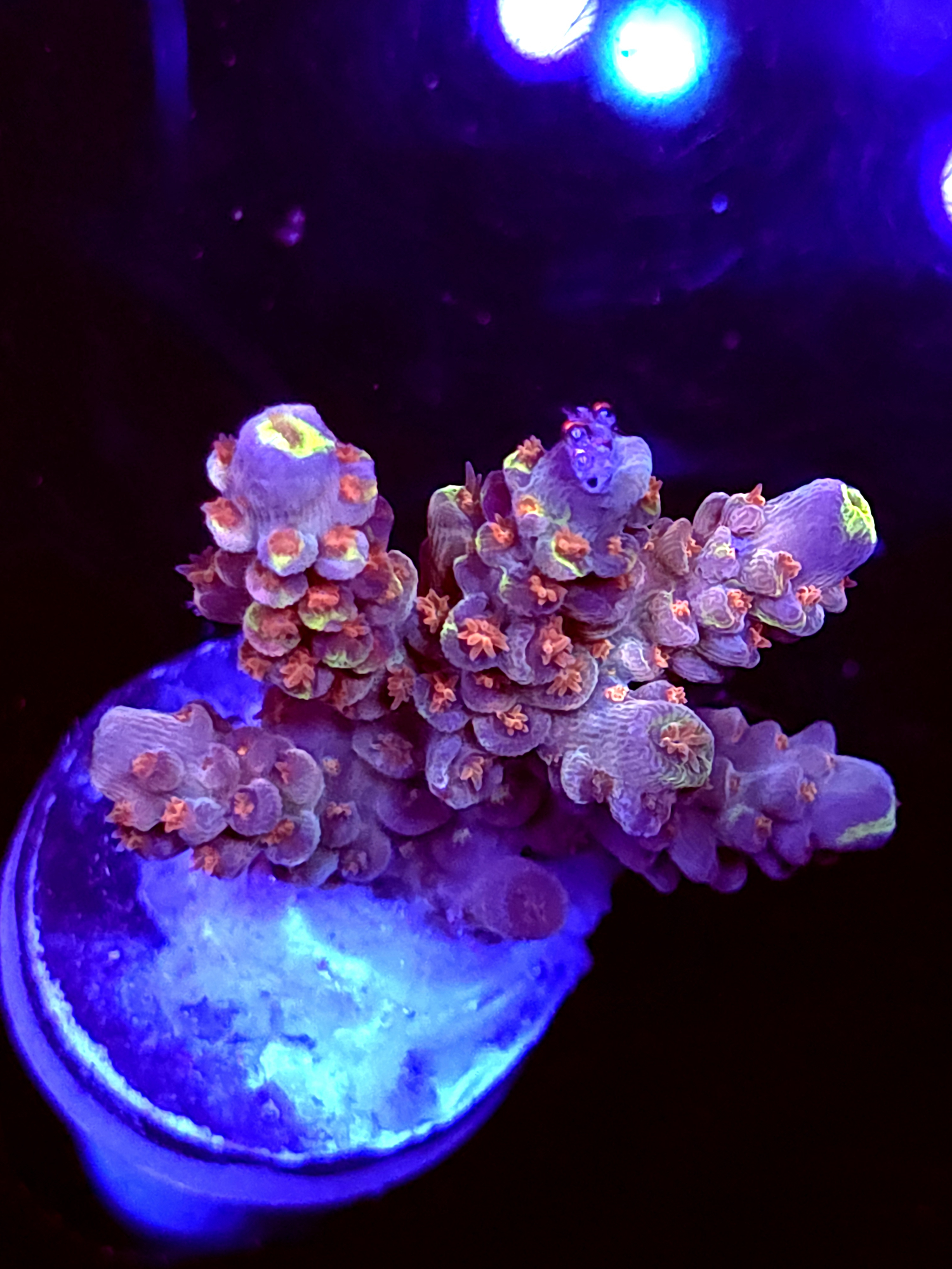 SBB "Candy Gram" Acro Medium Multibranch