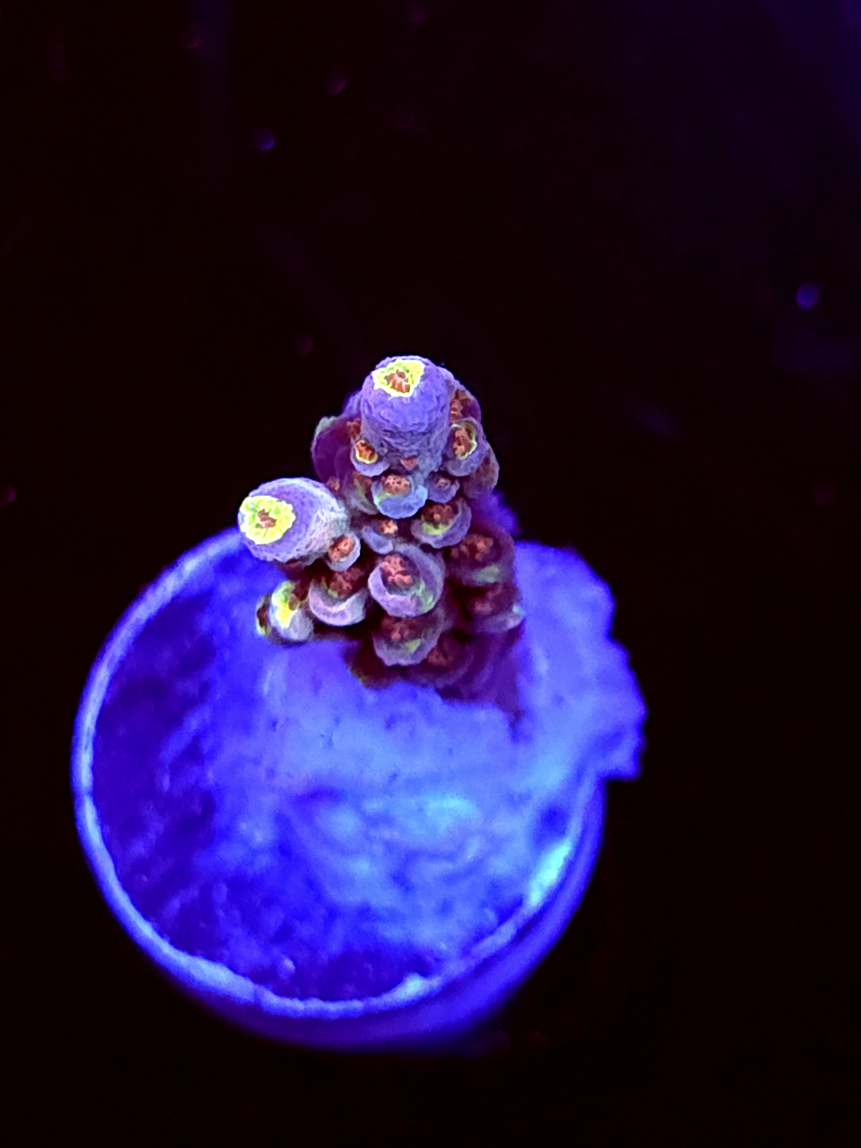 SBB "Candy Gram" Acro Small Branch