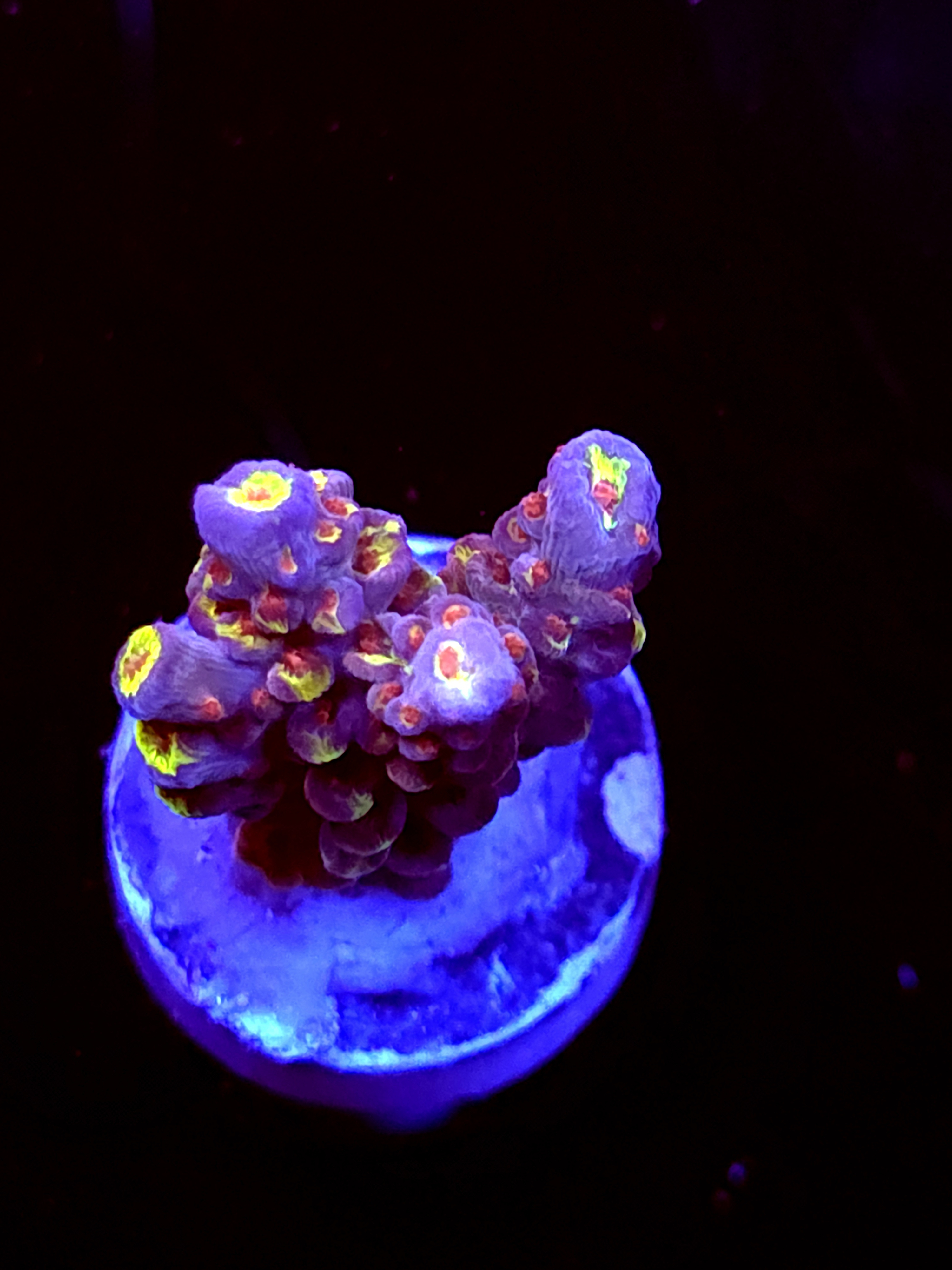 SBB "Mystery Signature" Acro Medium 2 Branch