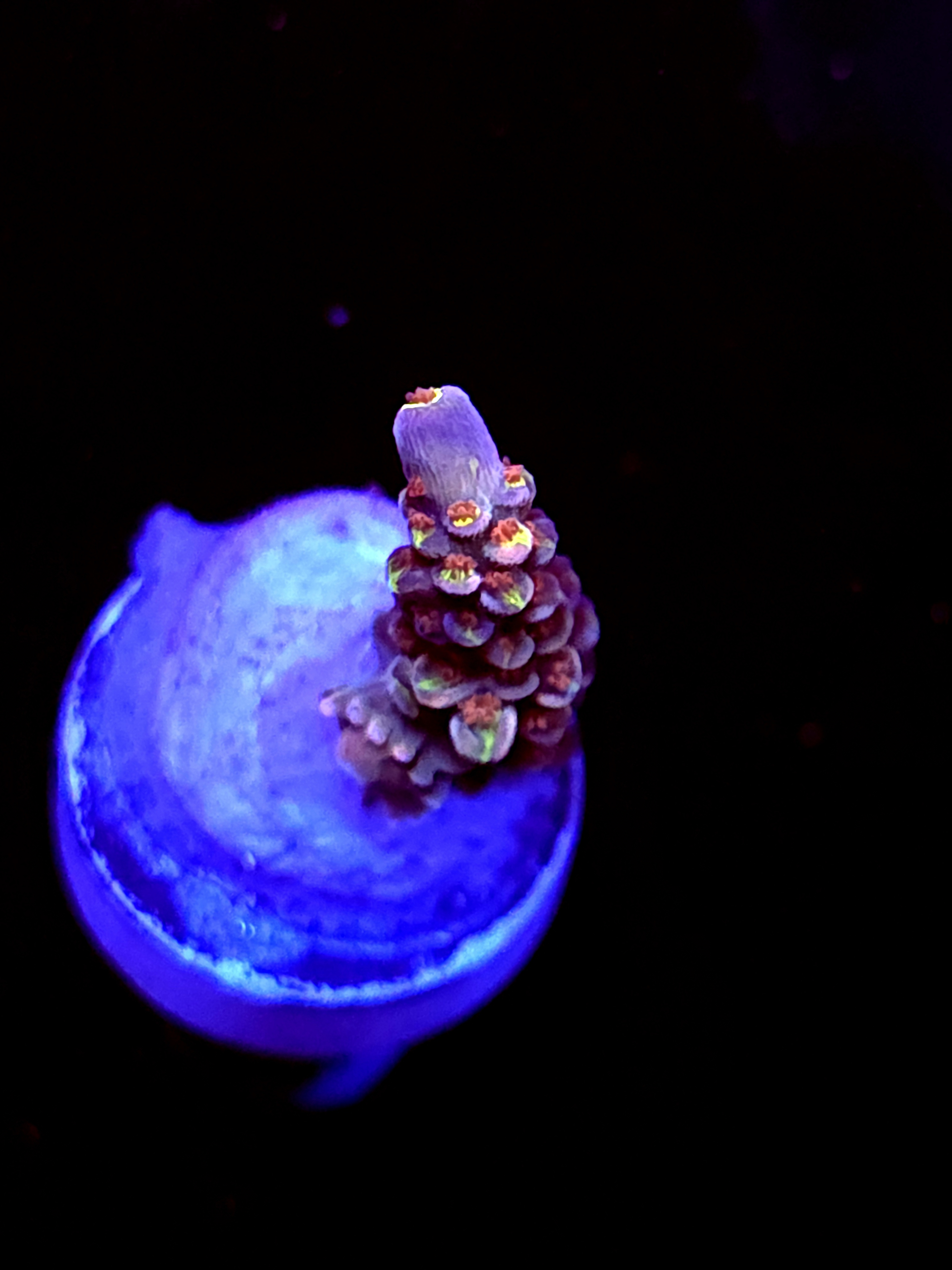 SBB "Candy Gram" Acro Small Branch