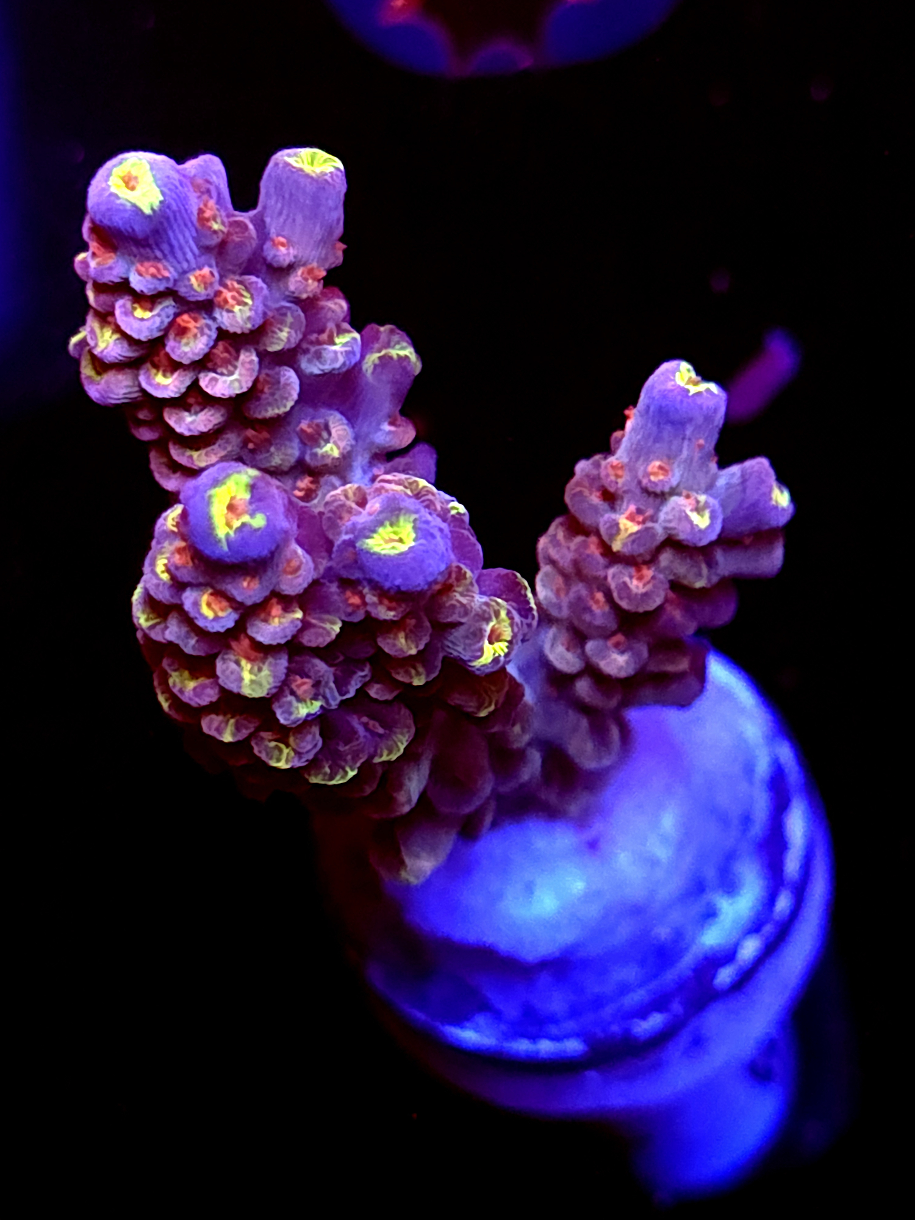 SBB "Candy Gram" Acro Large 3 Branch