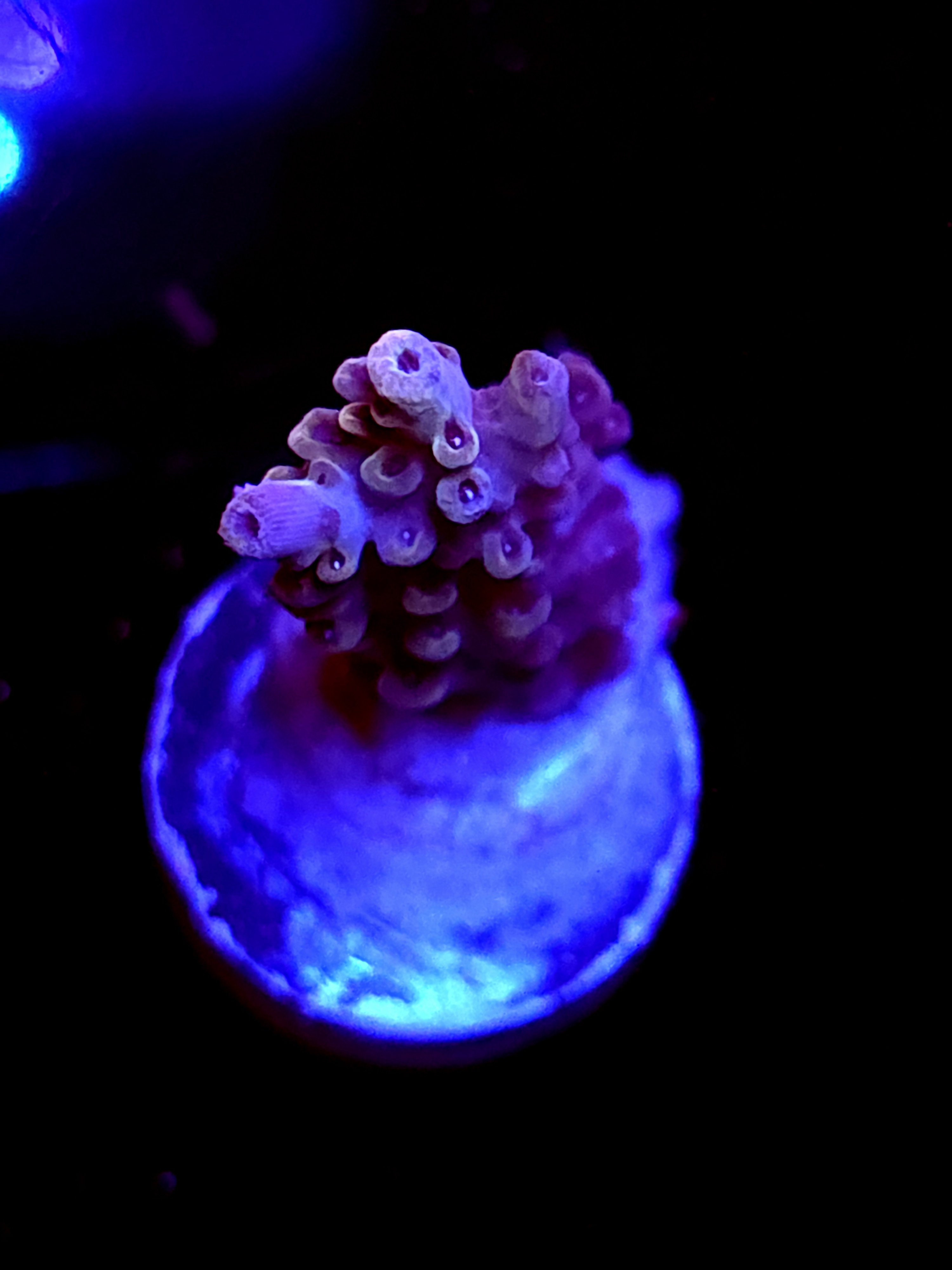 SBB "Old Glory" Acro Medium 3 Branch