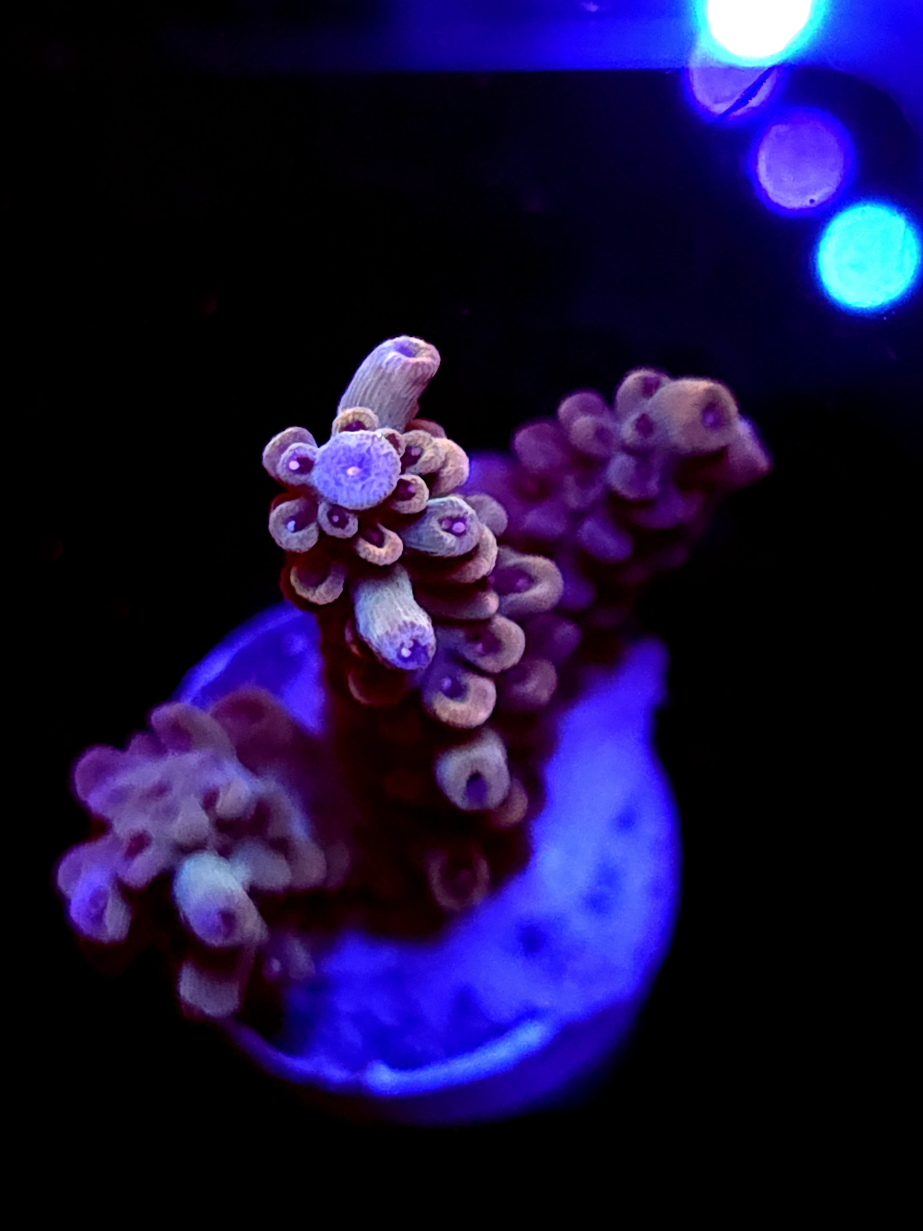 SBB "Old Glory" Acro Medium Branch