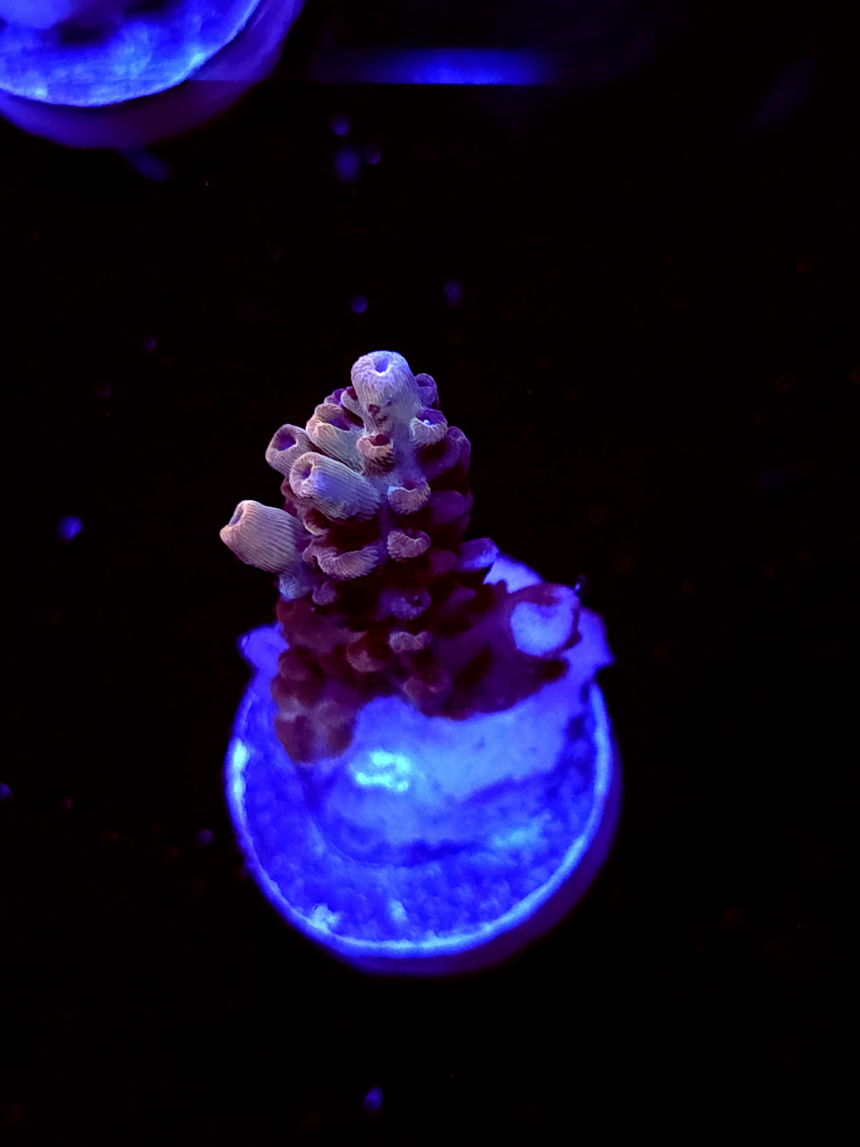 SBB "Old Glory" Acro Small Branch