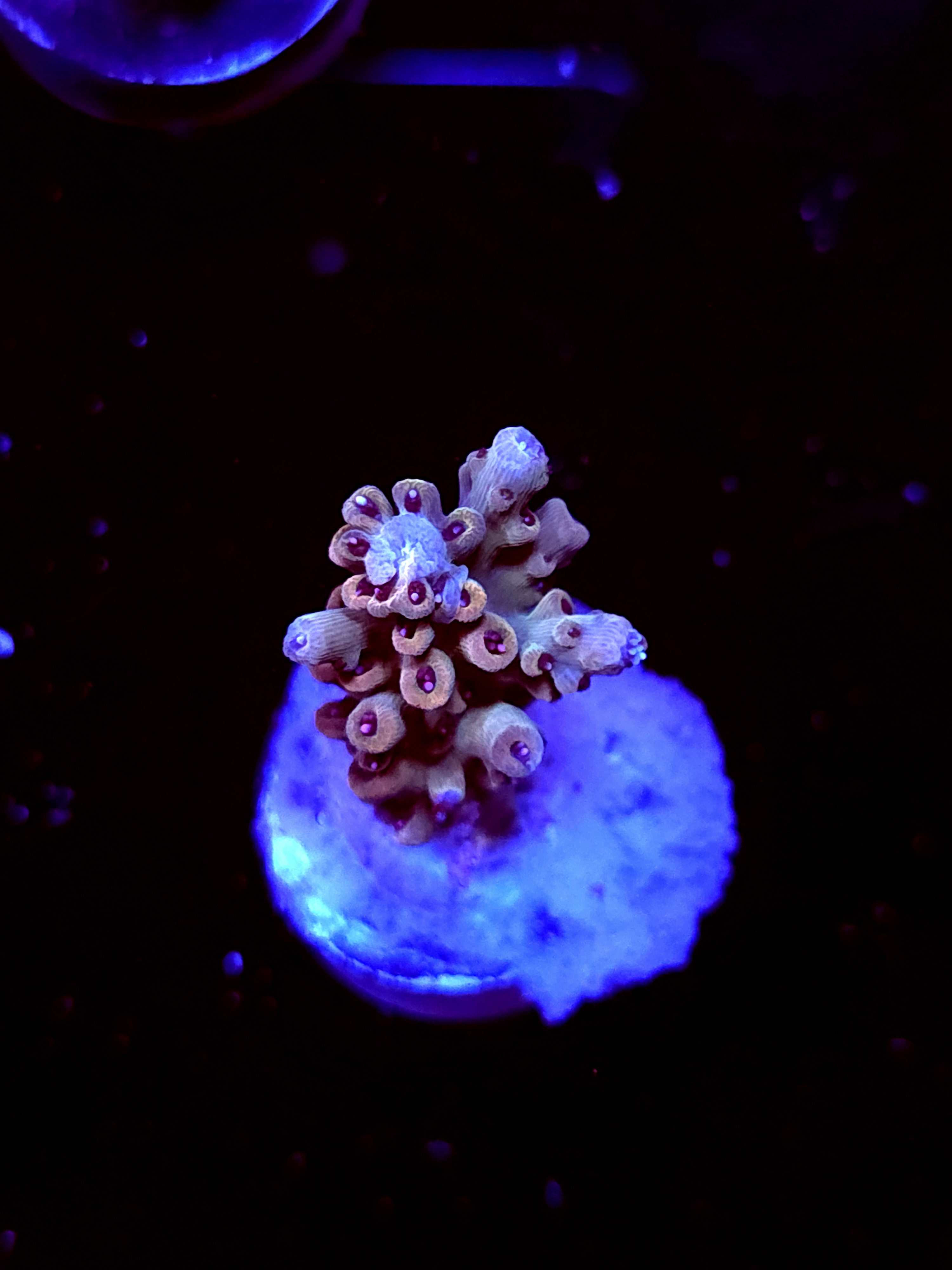 SBB "Old Glory" Acro Small Branch