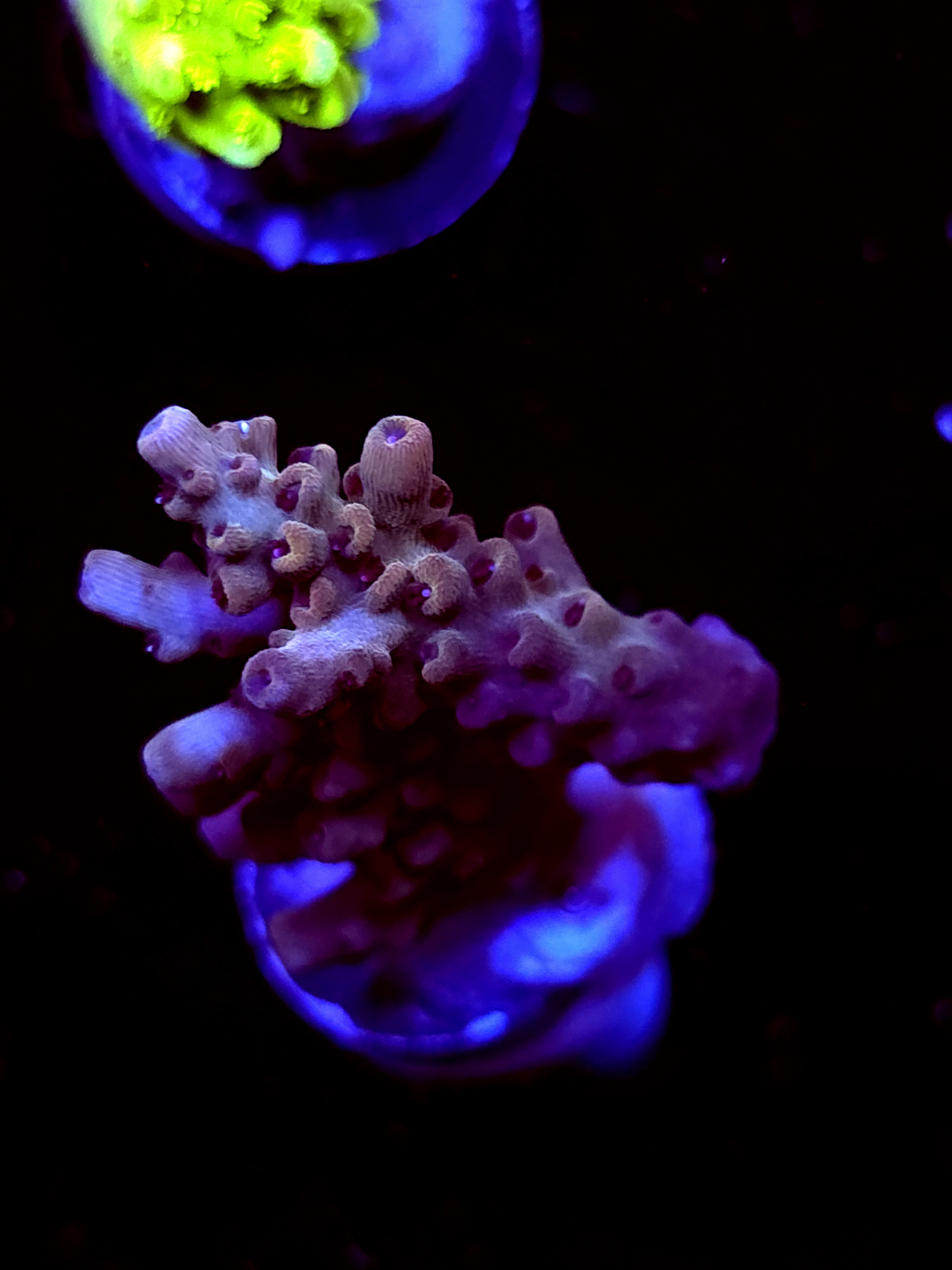 SBB "Old Glory" Acro Medium Branch