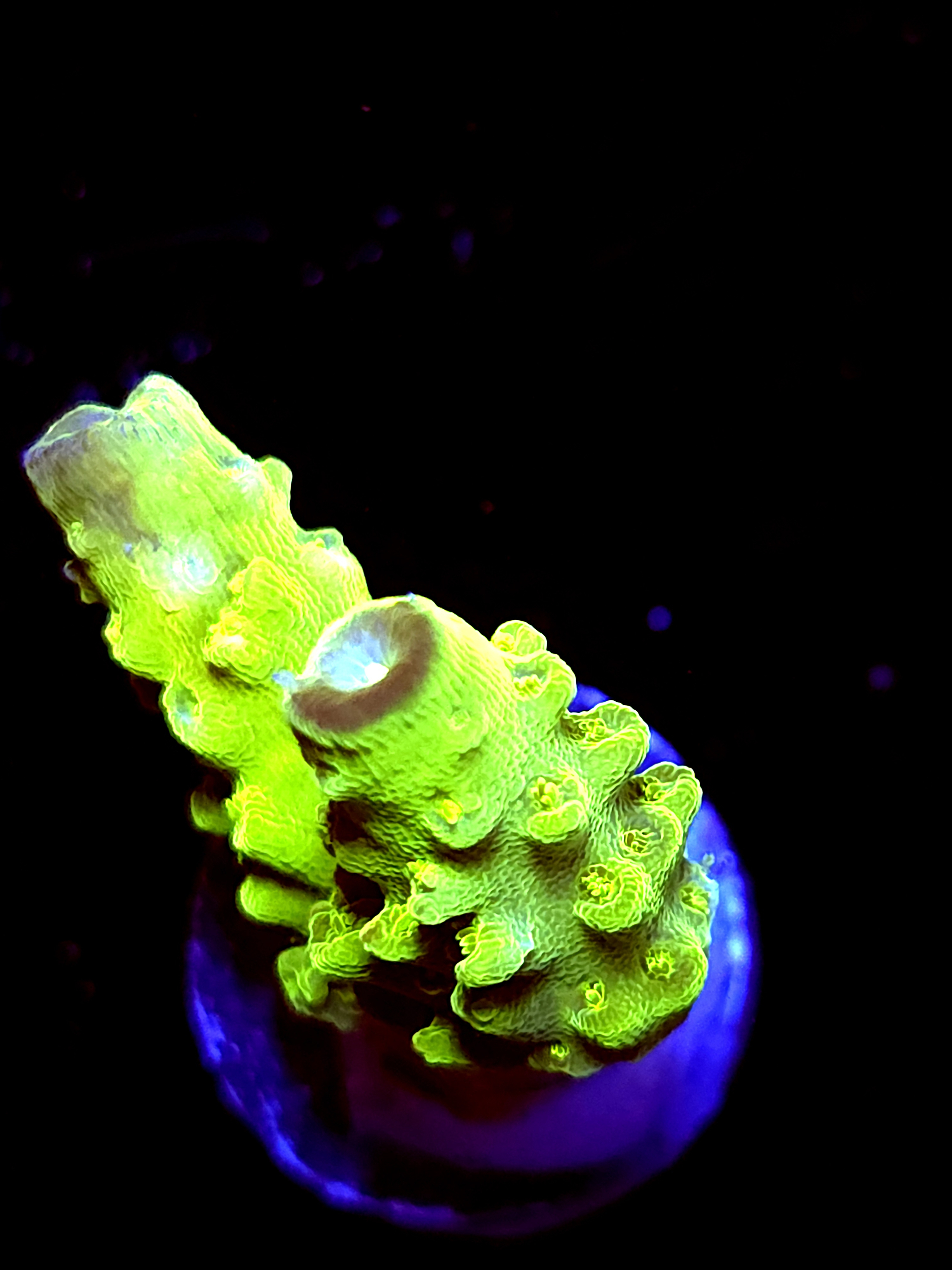 SBB "Apple Jackes" Acro Medium 2 Branch