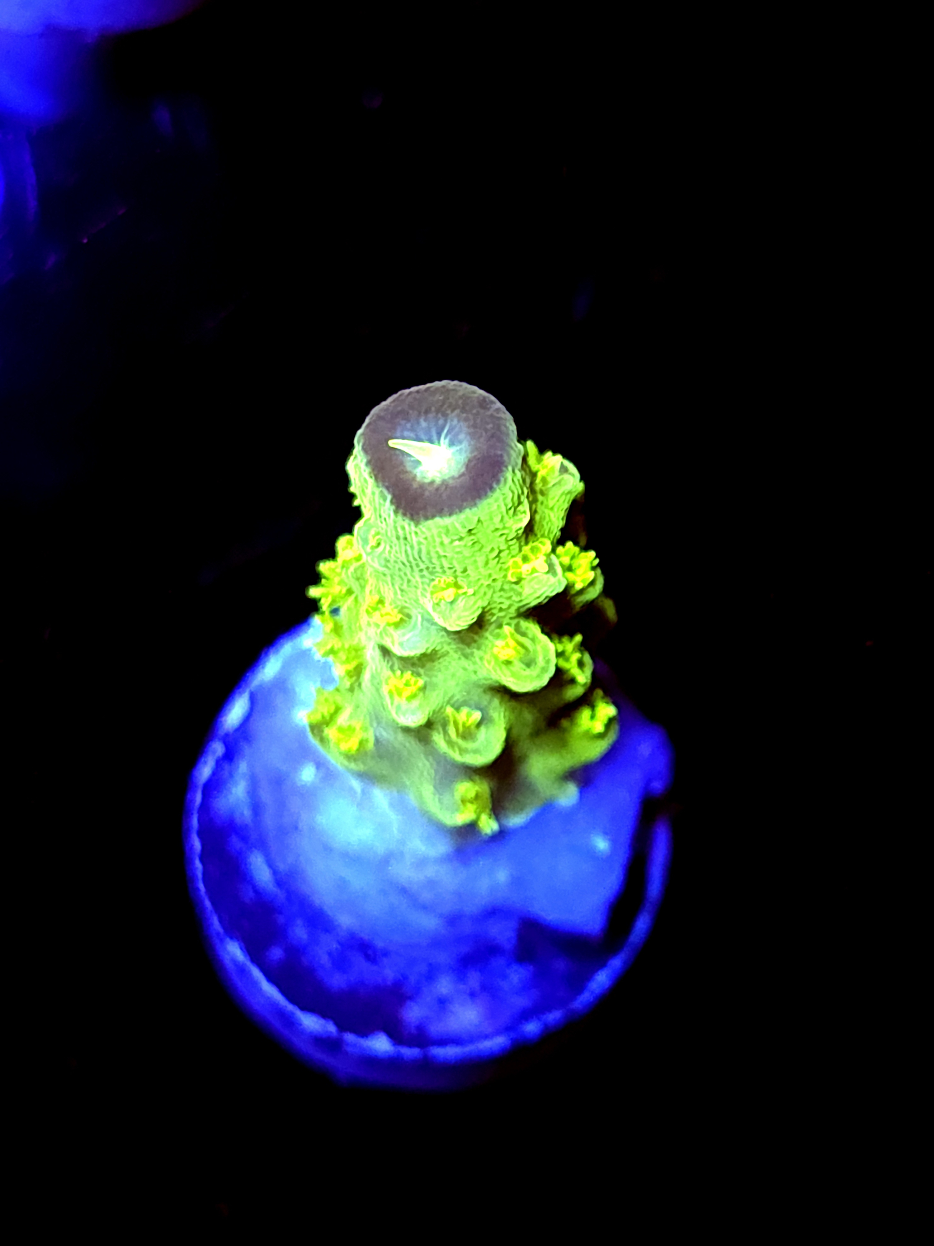 SBB "Mystery Signature" Acro Medium Branch